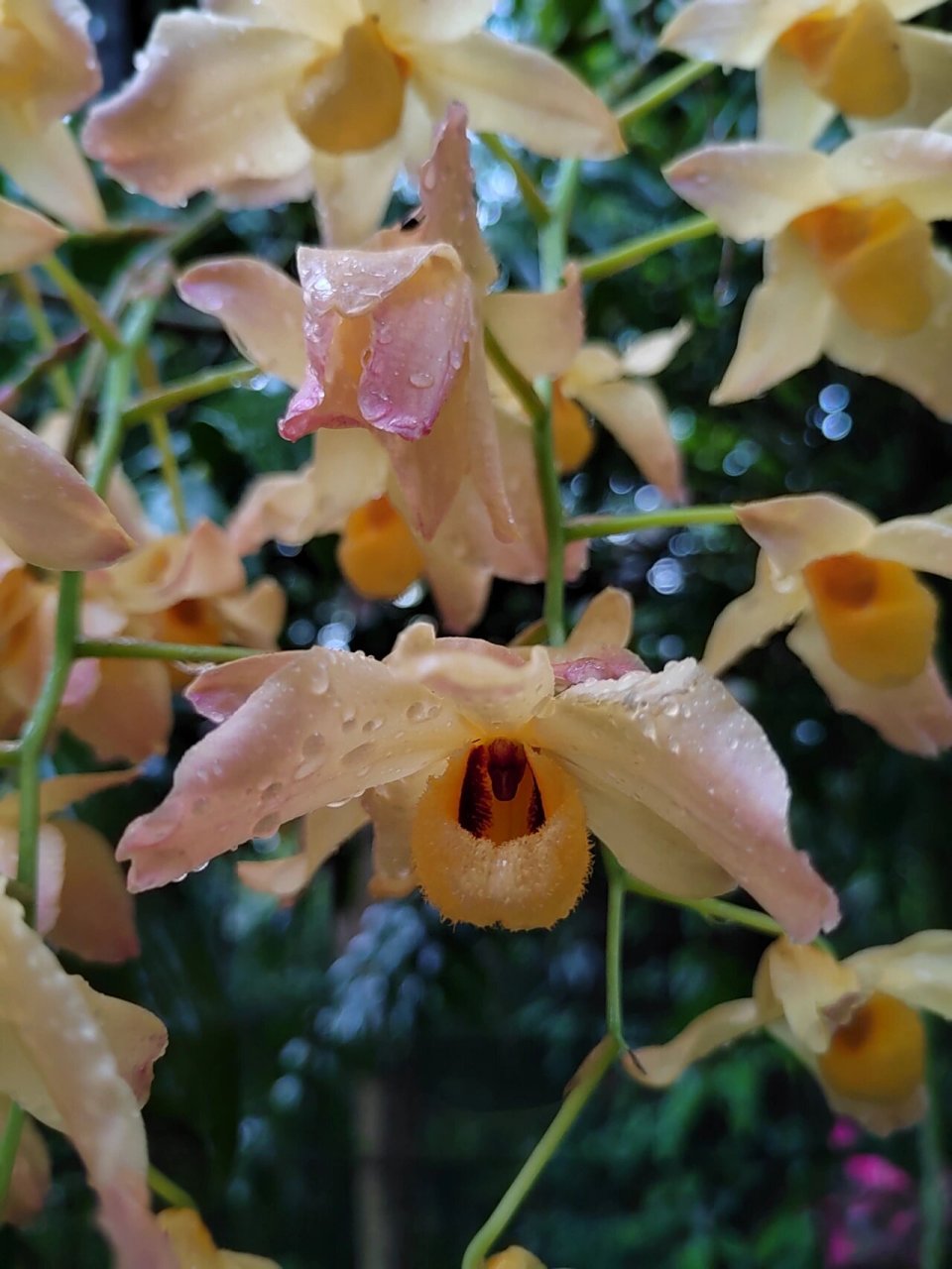 杓唇石斛 5.21华植兰园