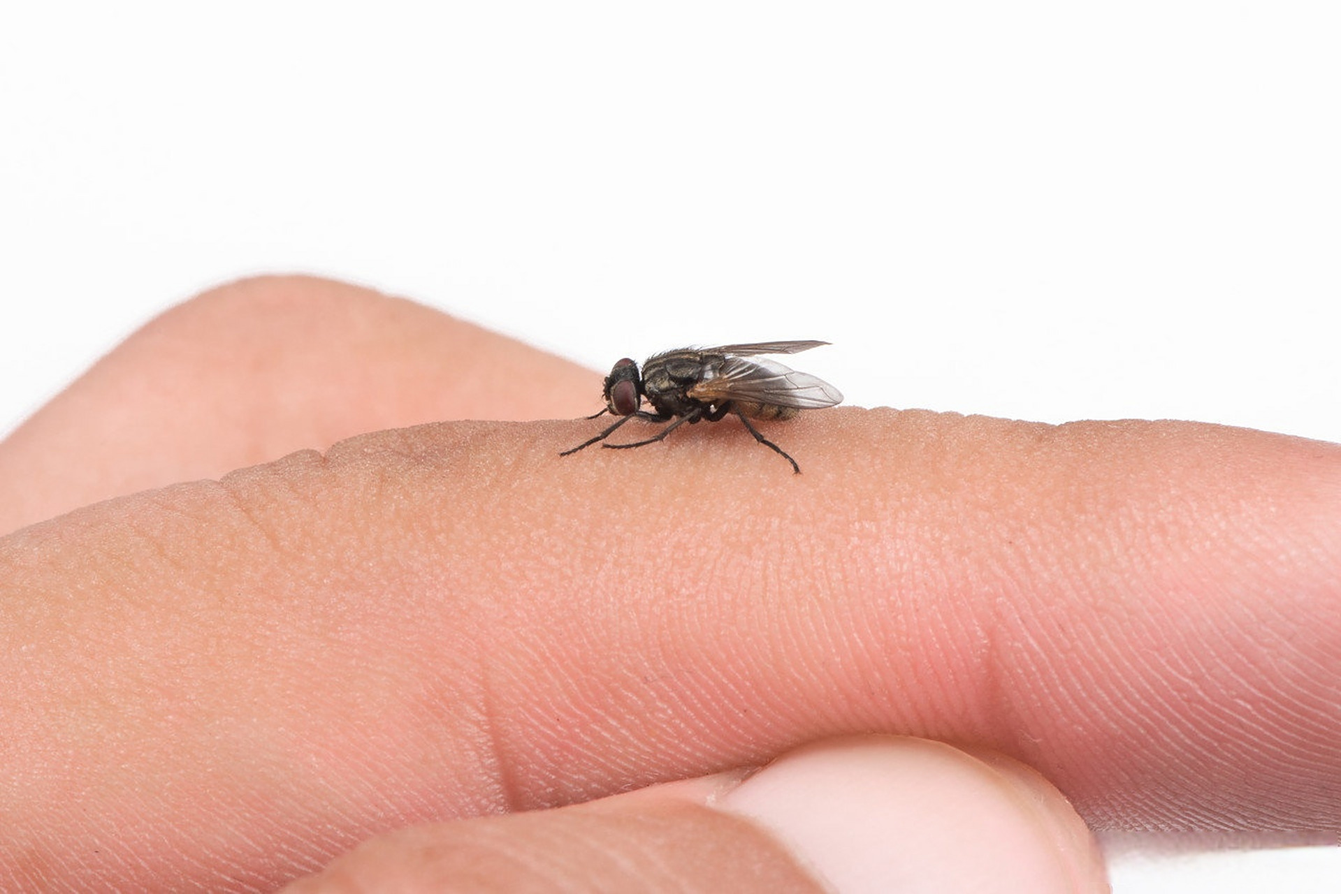 苍蝇搓手是什么意思(苍蝇搓手把头搓掉是真的吗)