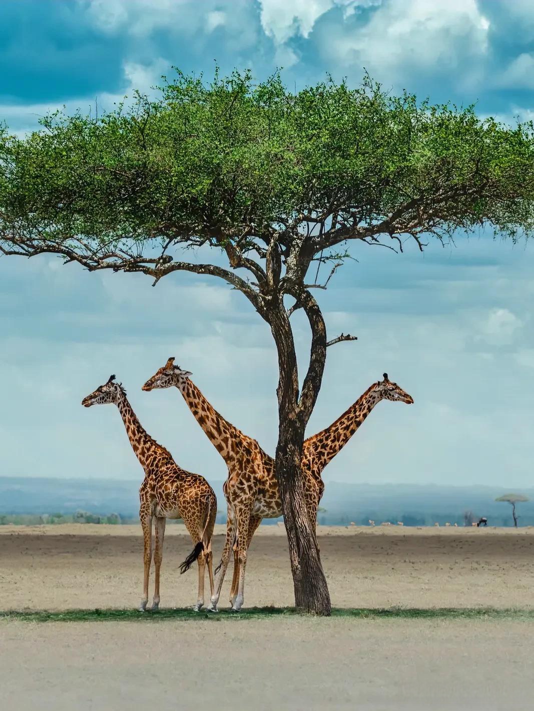 长颈鹿是群居动物,它们通常会结成小群体活动,图片中三只长颈鹿聚在