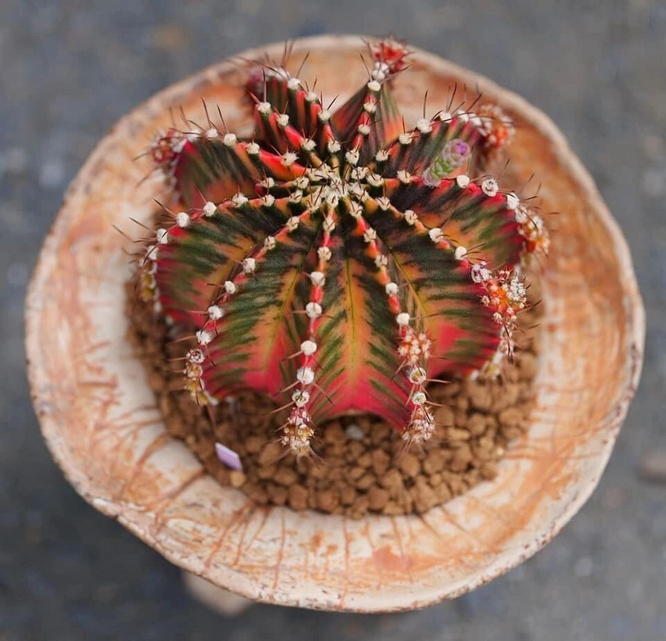 "多肉米哈仙人球"的前世今生,喜欢多肉 "多肉米哈仙人球"的前世今生