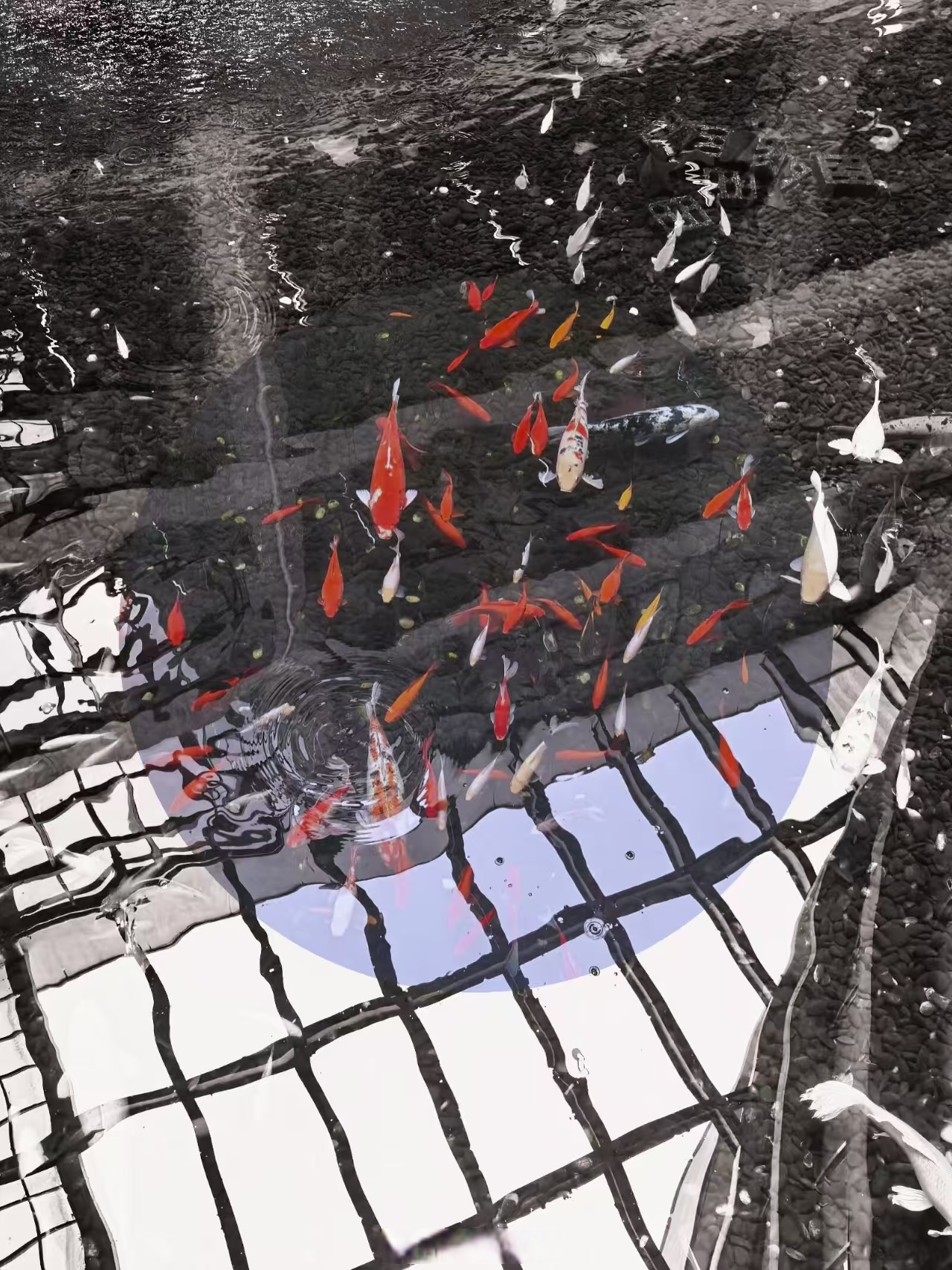 当反差色与色彩搭配相遇,是生命力碰椎的