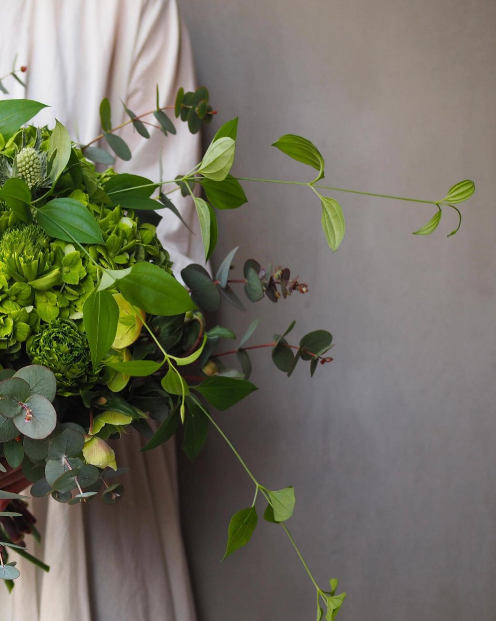 圆叶尤加利,绿色花束 植物不可或缺的色调.