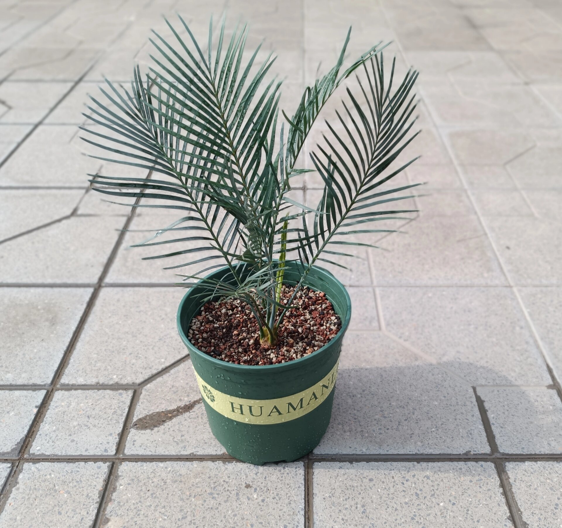 超蓝大泽米铁  macrozamia macdonnellii 超蓝大泽米铁是苏铁中最抢手