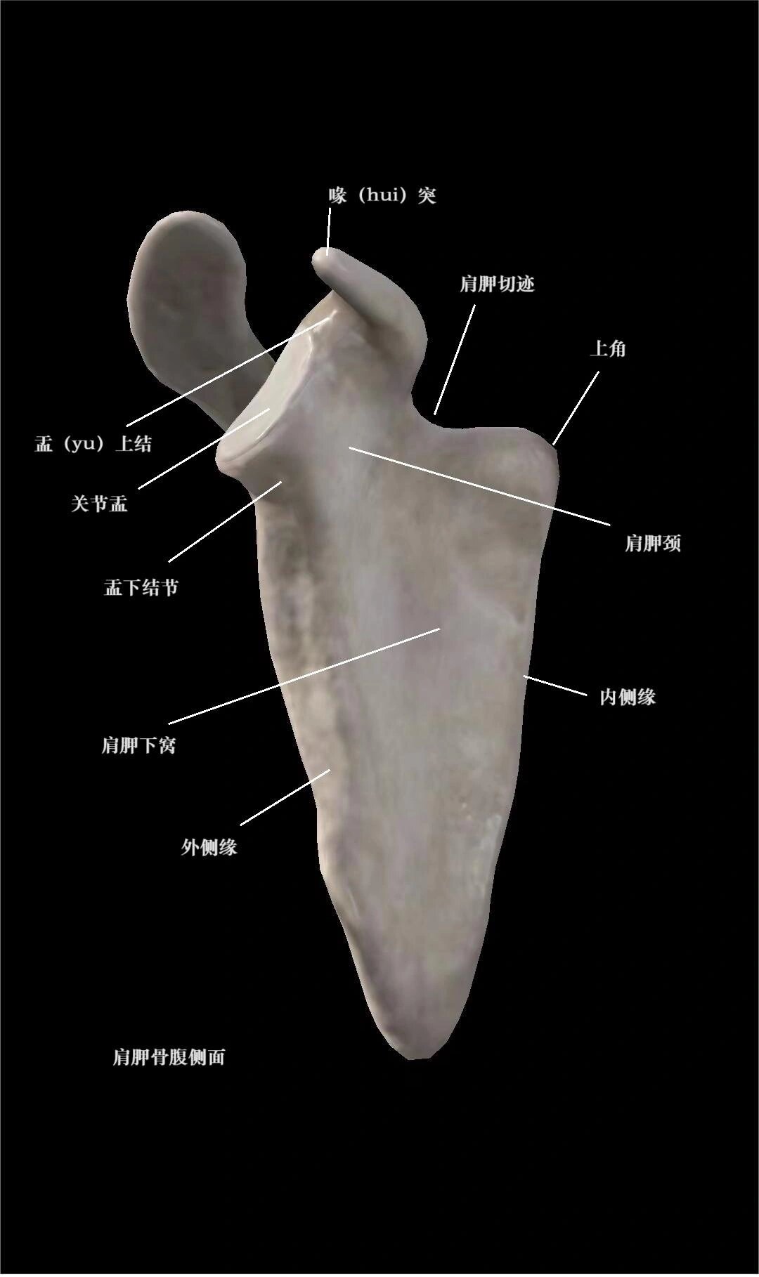 肩胛分区图片图片