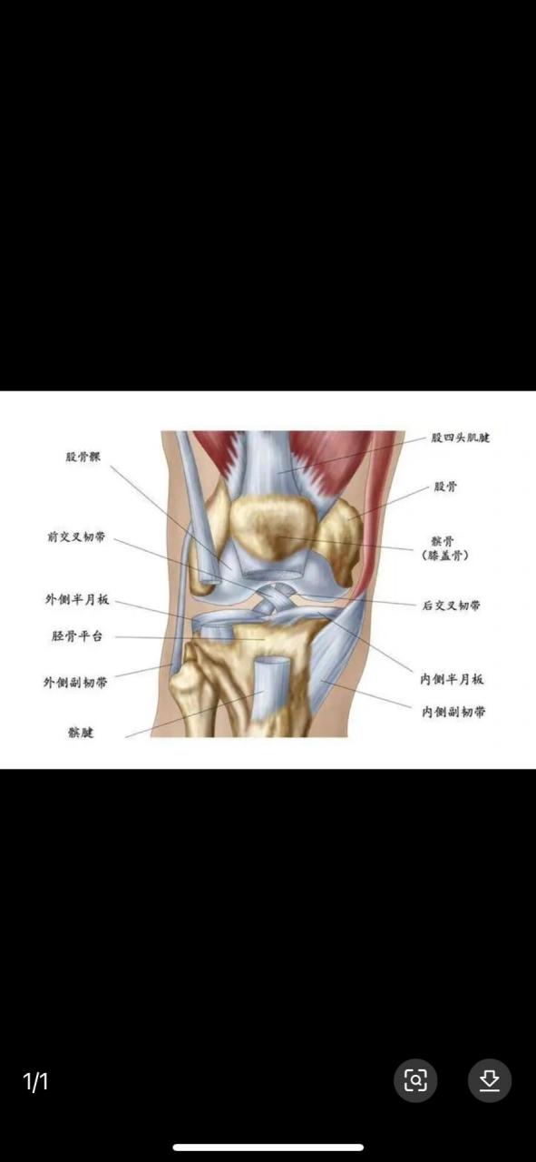 髌韧带位置图片