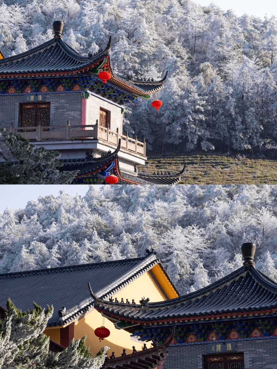 这里雾凇是台州最漂亮的|大寺基万福寺 这里的雾凇是我见过最漂亮的