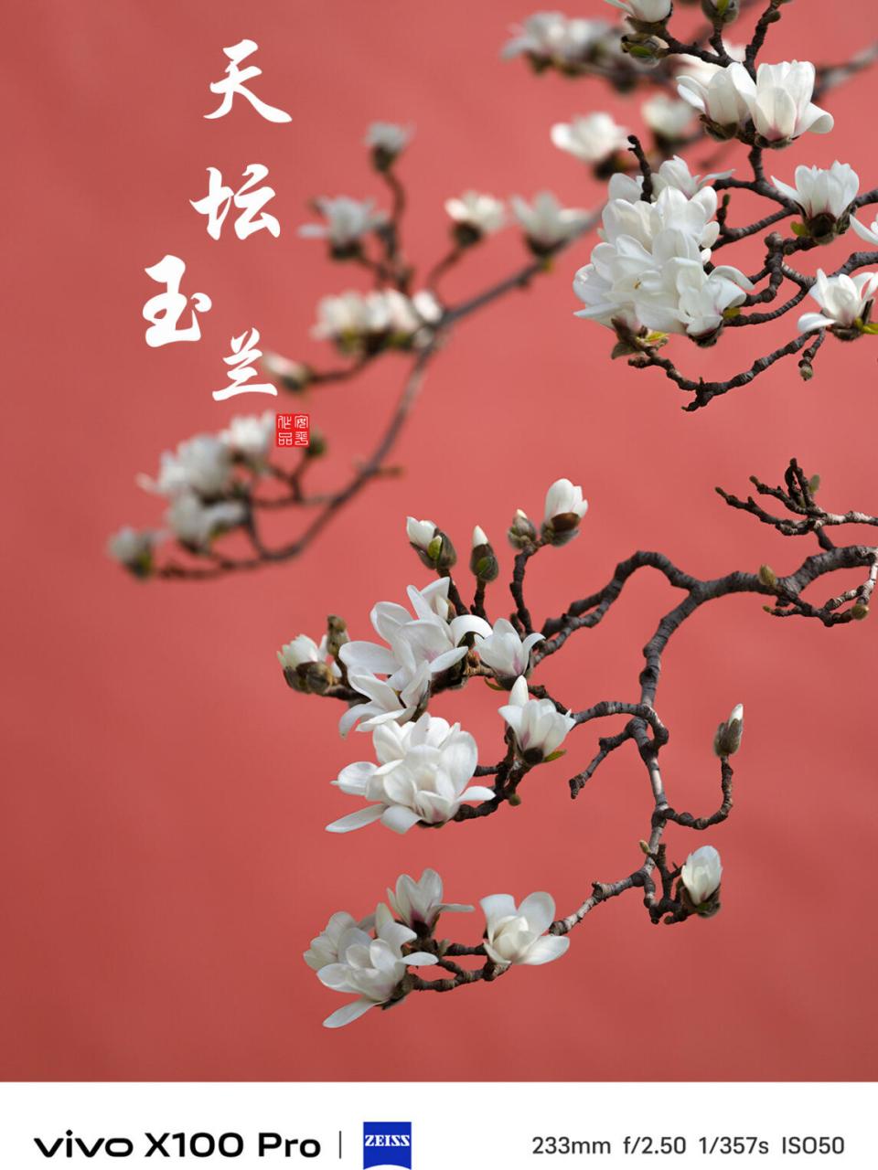 天坛斋宫的玉兰花,宛如春日的使者,静静地绽放在古建筑的怀抱中.