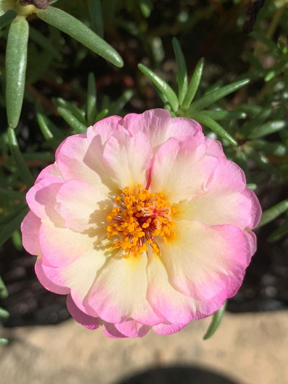 4是宿根品种,花瓣数量多,开花多为球形. 图5.6.