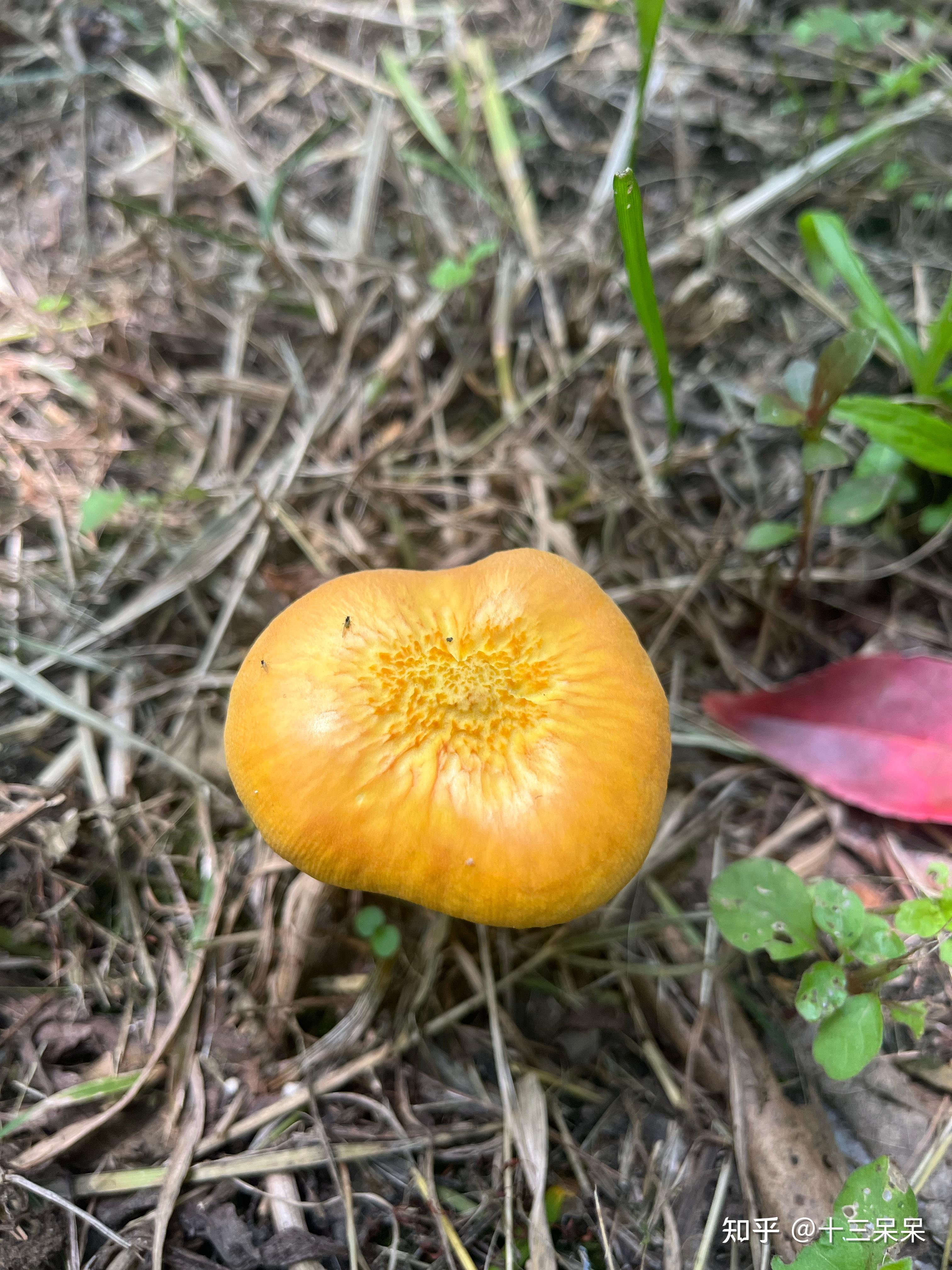 上海野生菌狮王光柄菇非常漂亮