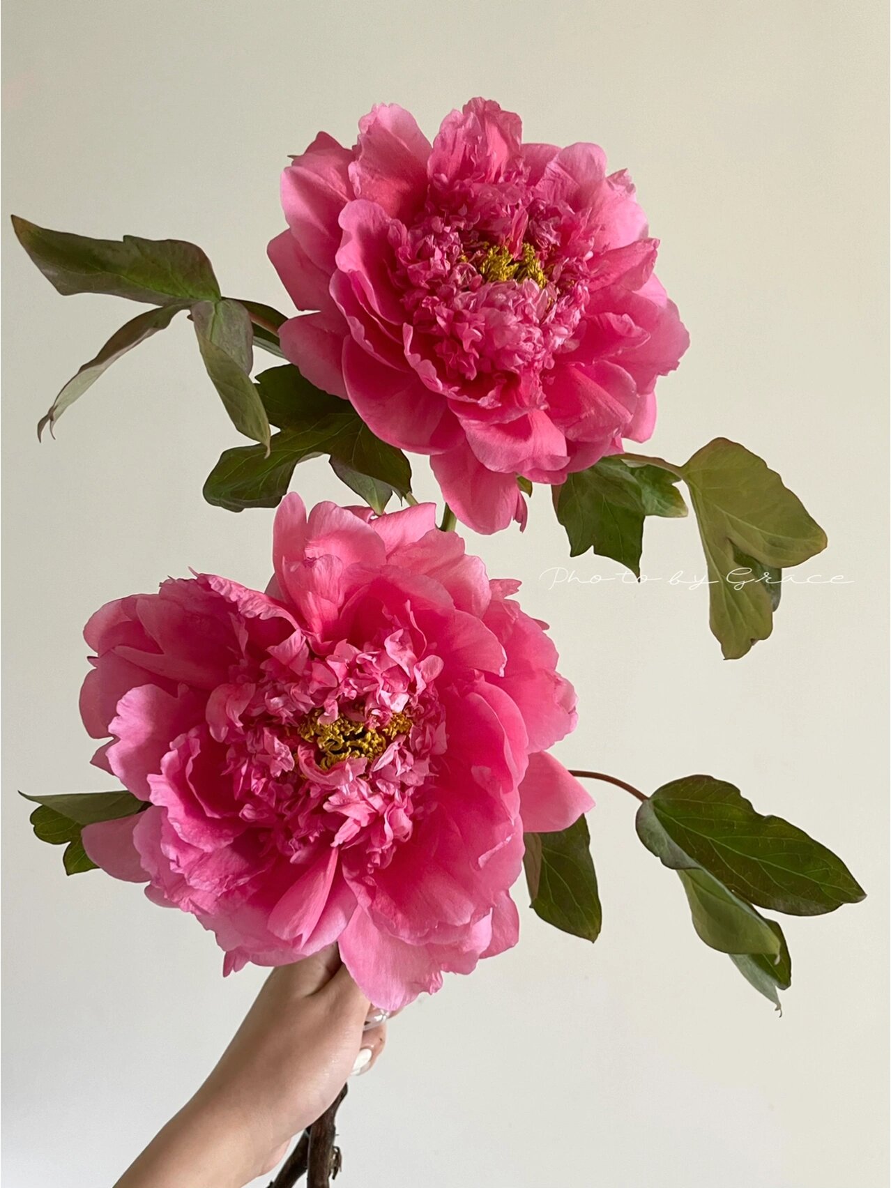 国产牡丹|大胡红