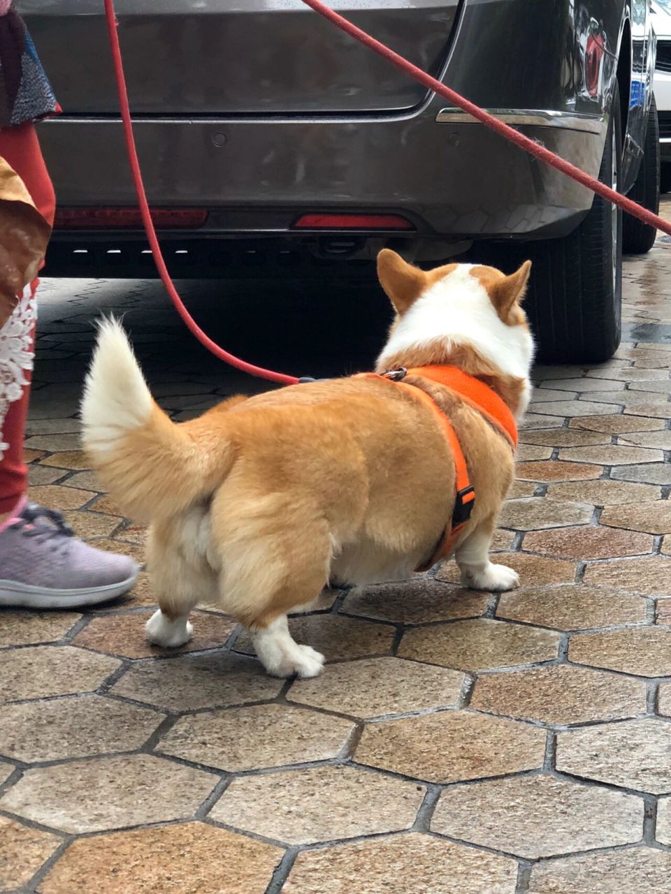 柯基犬不断尾图片图片