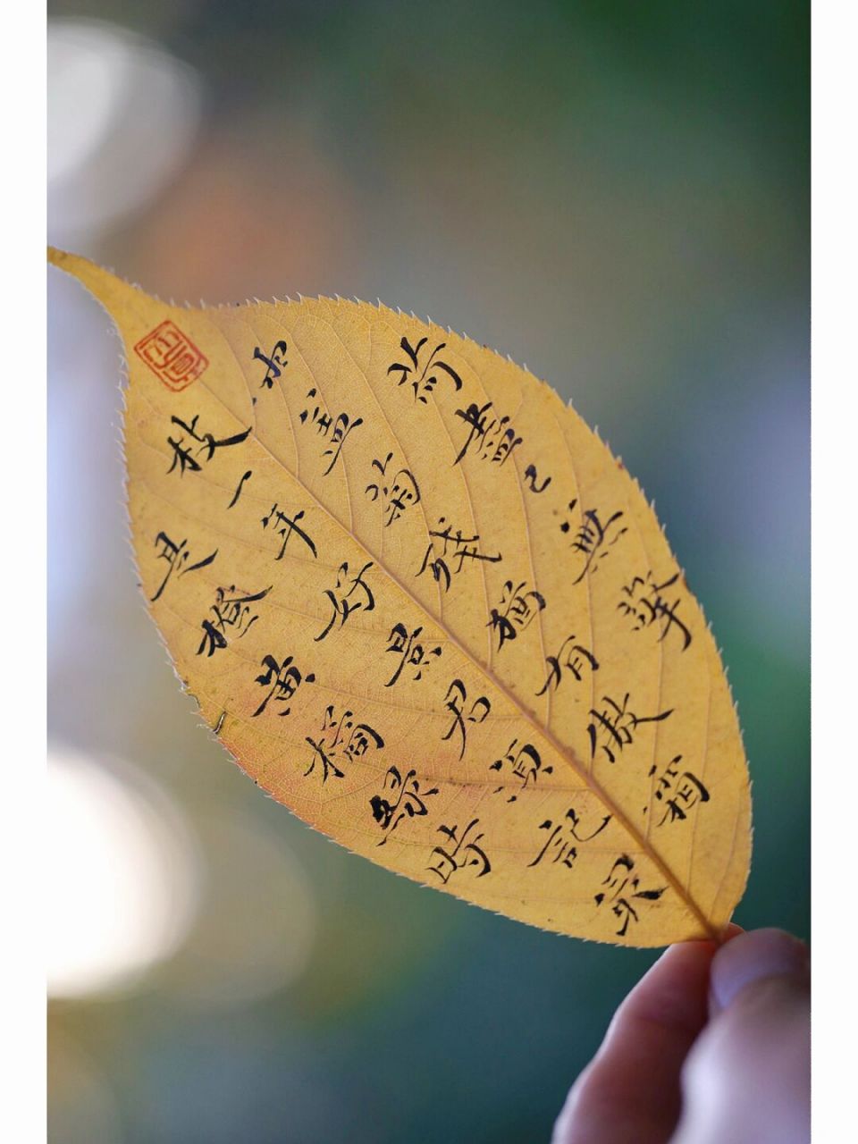 上 最近的天气,每一天遇到的树叶颜色都不相同,正走着落下一片叶子,就