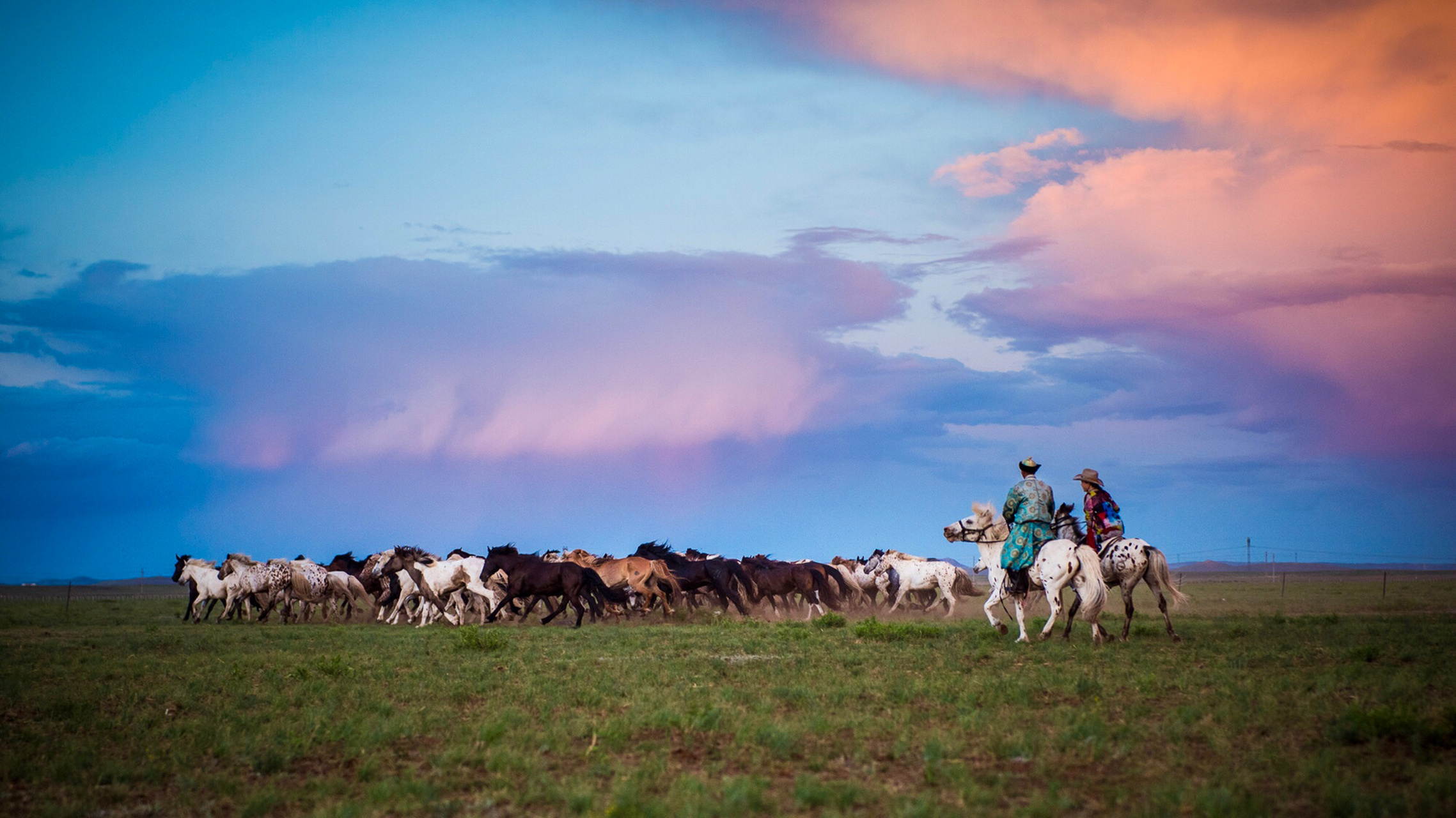 请随我骏马奔驰,放牧红霞 这可能是最壮观的草原奔马!