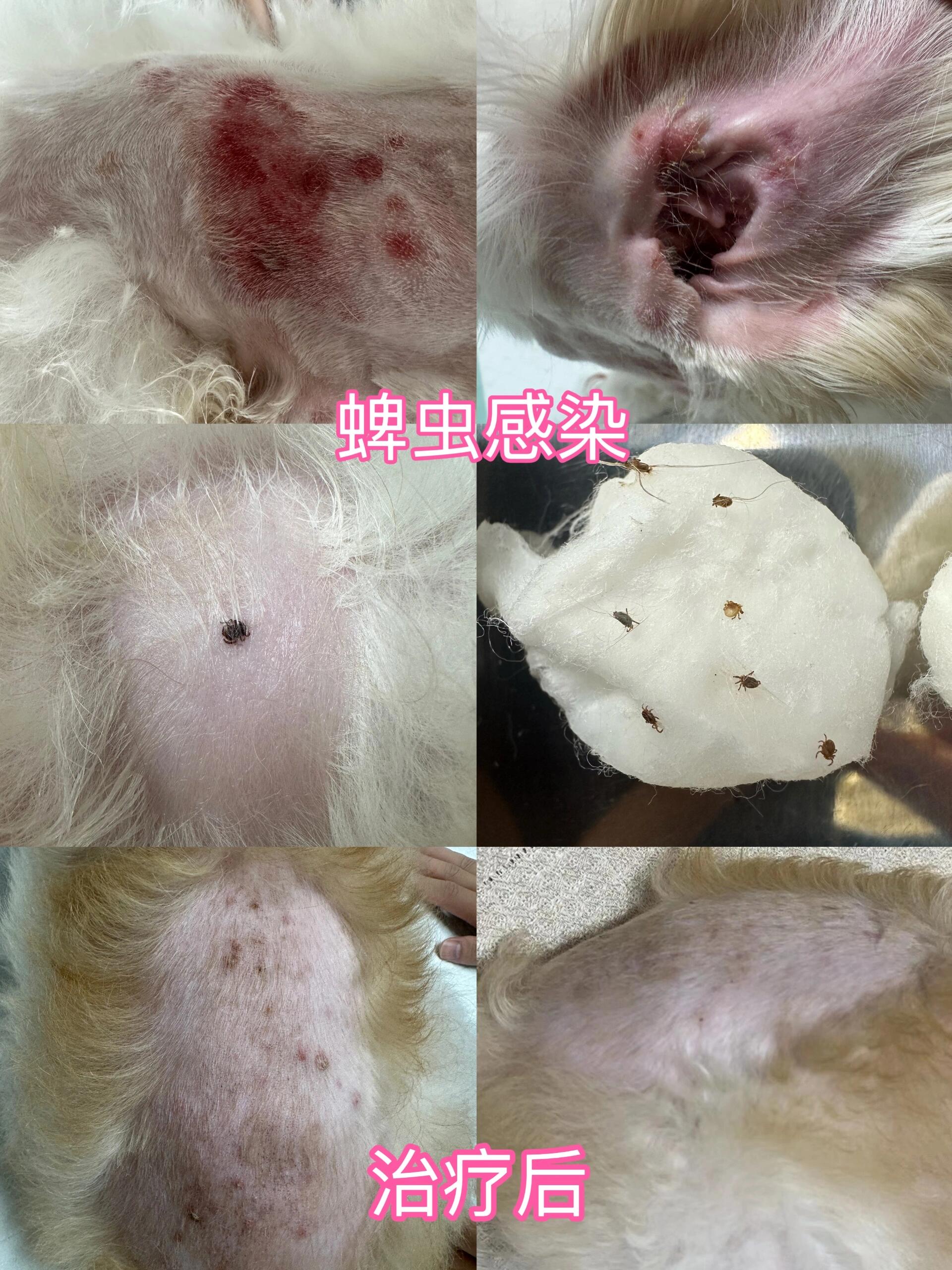 狗狗外出被蜱虫咬了