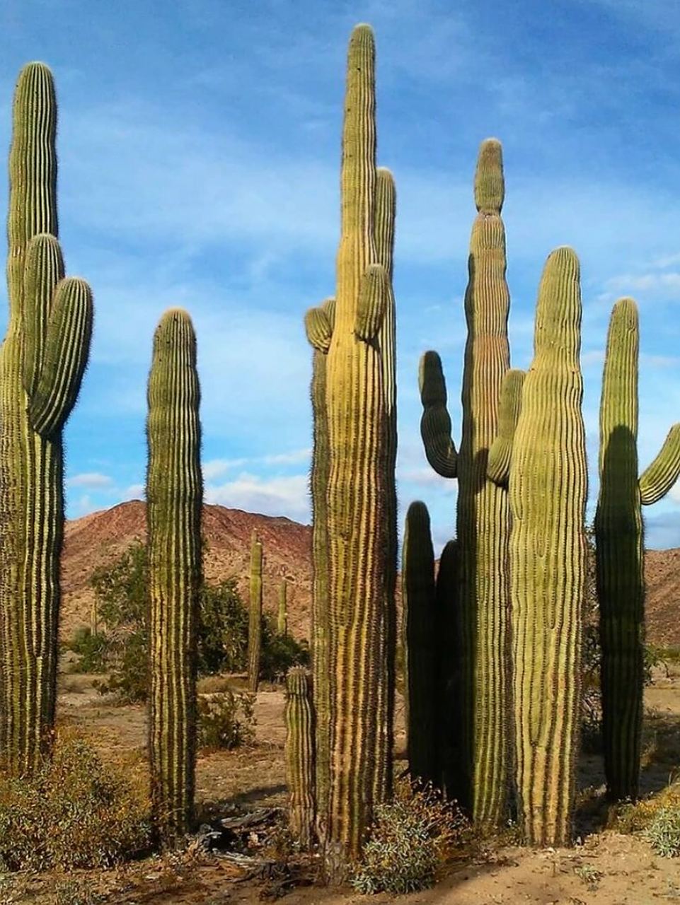 世界上最大仙人掌之一-巨人柱 巨人柱是多年生常绿肉质植物.