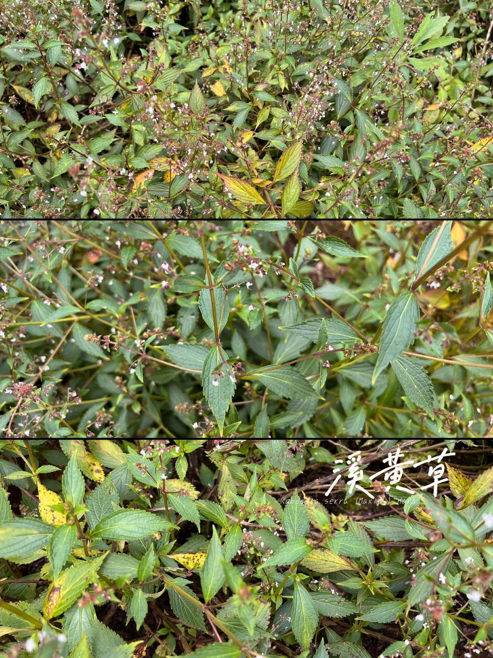 150: 溪黄草 溪黄草为香茶菜属多年生草本;根茎肥