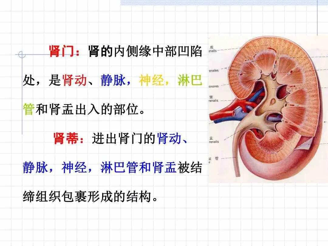 肾门 肾蒂的位置功能 构成和内部血管