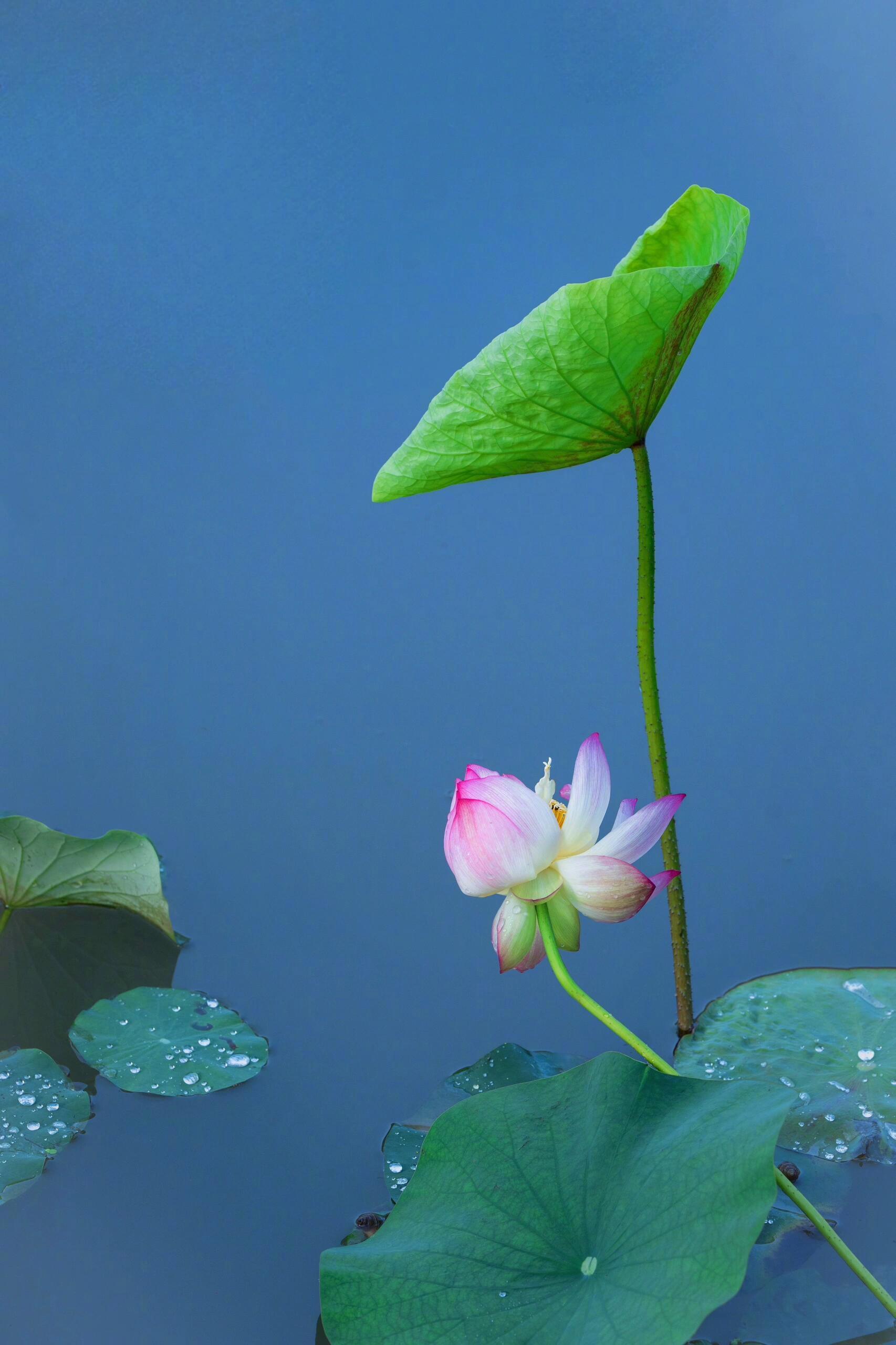 " 雨打荷花珠不定,雨后荷花无限香