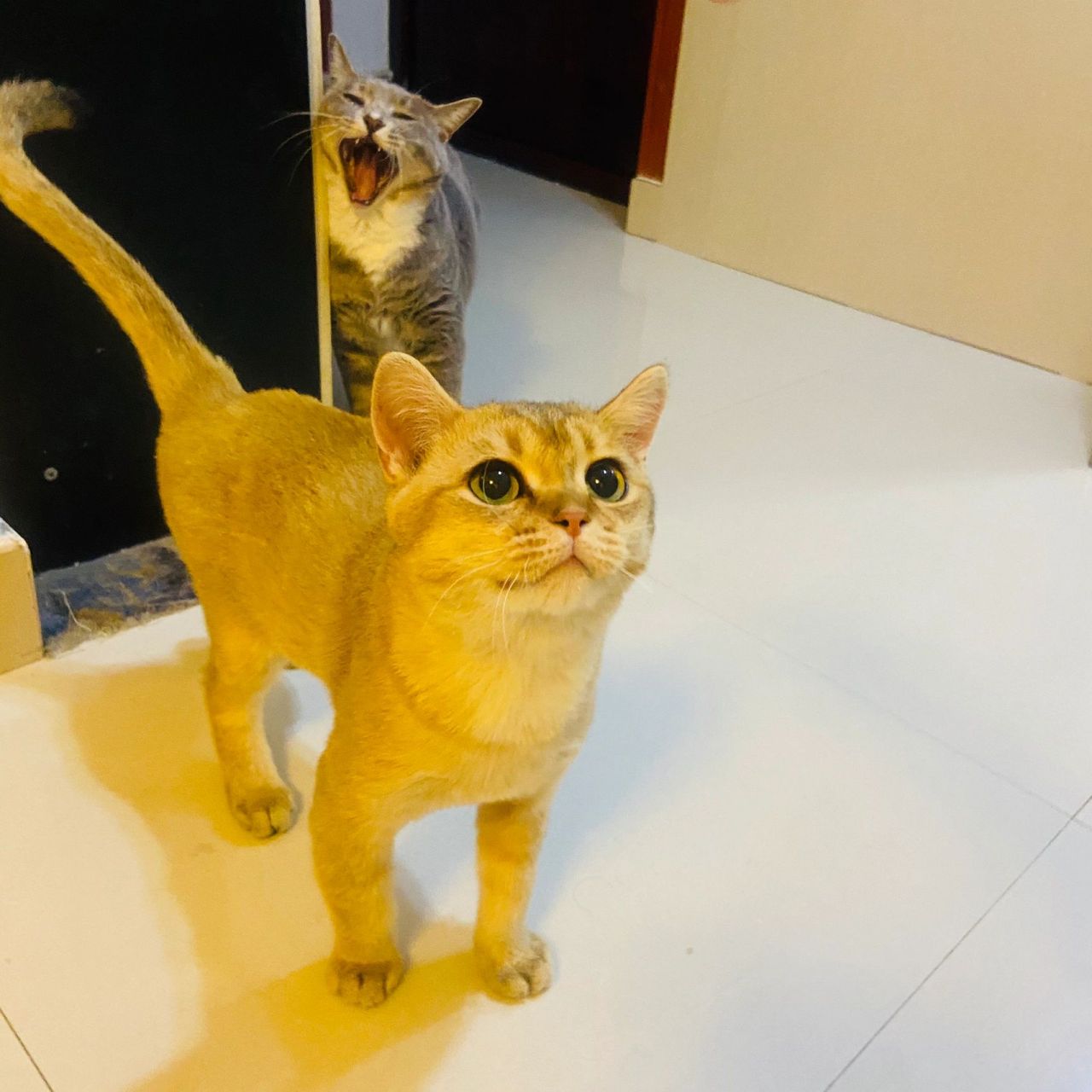 蓝白和金渐层配种 金渐成是爸爸 前两个月捡回来的 当时没注意,以为母