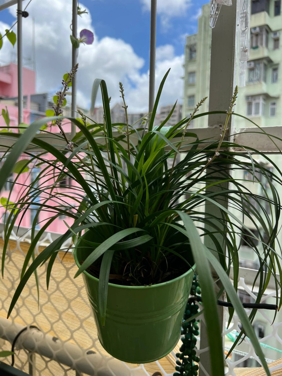 潮汕人喜愛的喜事草 春草開花了93 聽說春草開花好運到 9015