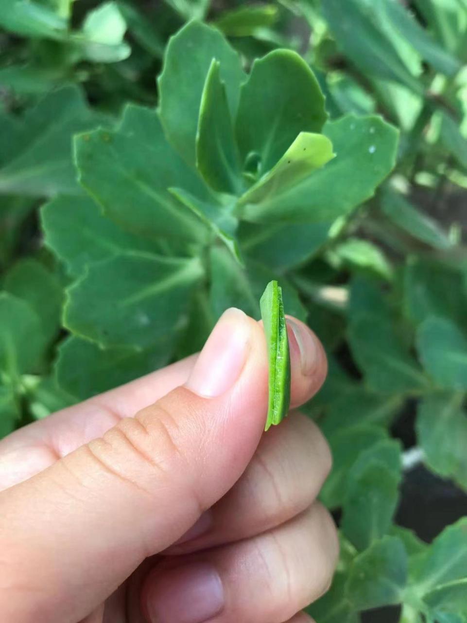 止痒最好的草本植物 百度查了一下此植物的名字是八宝景天,止痒效果