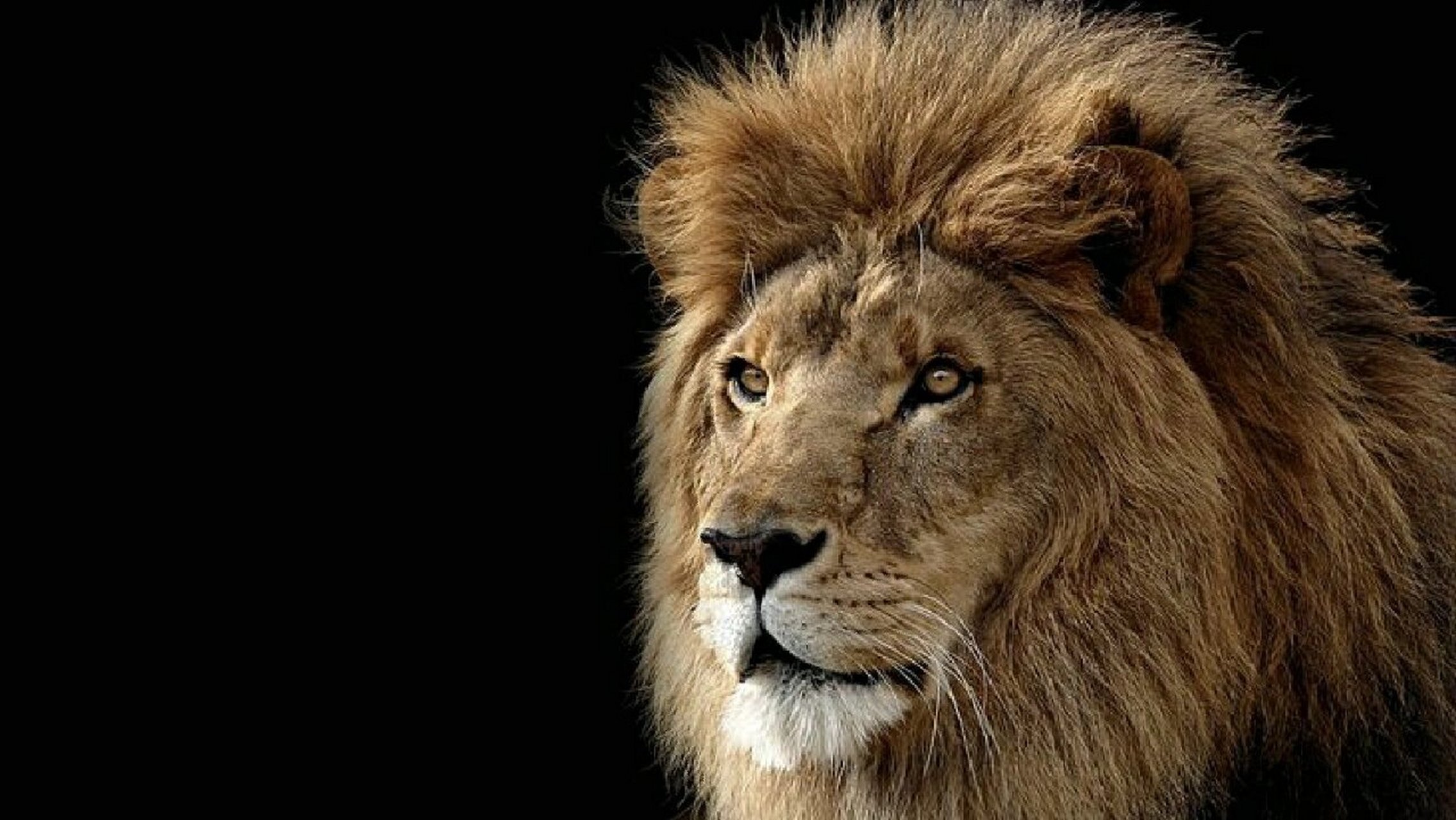 世界上最霸气狮子图片图片