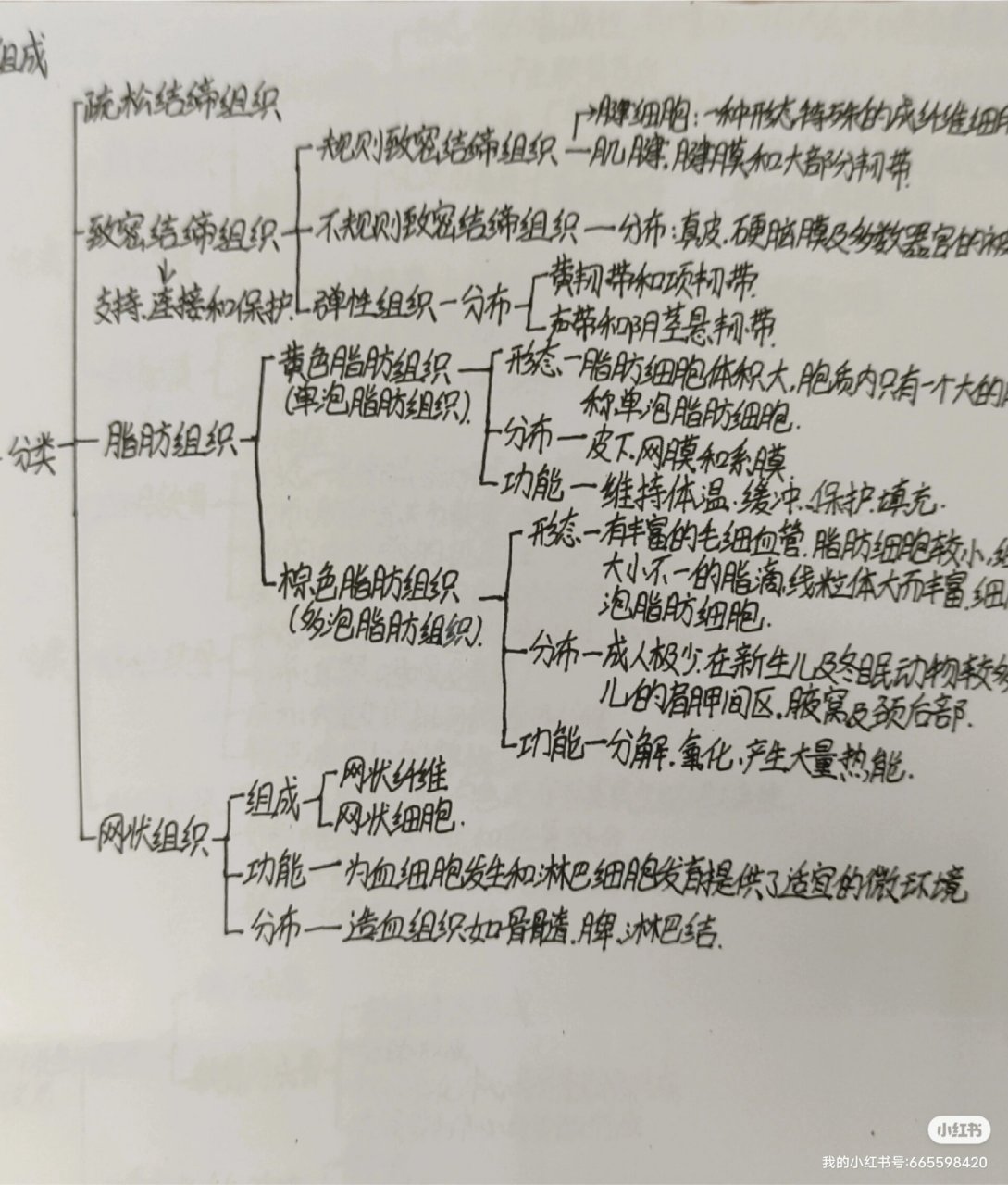 结缔组织知识思维导图图片