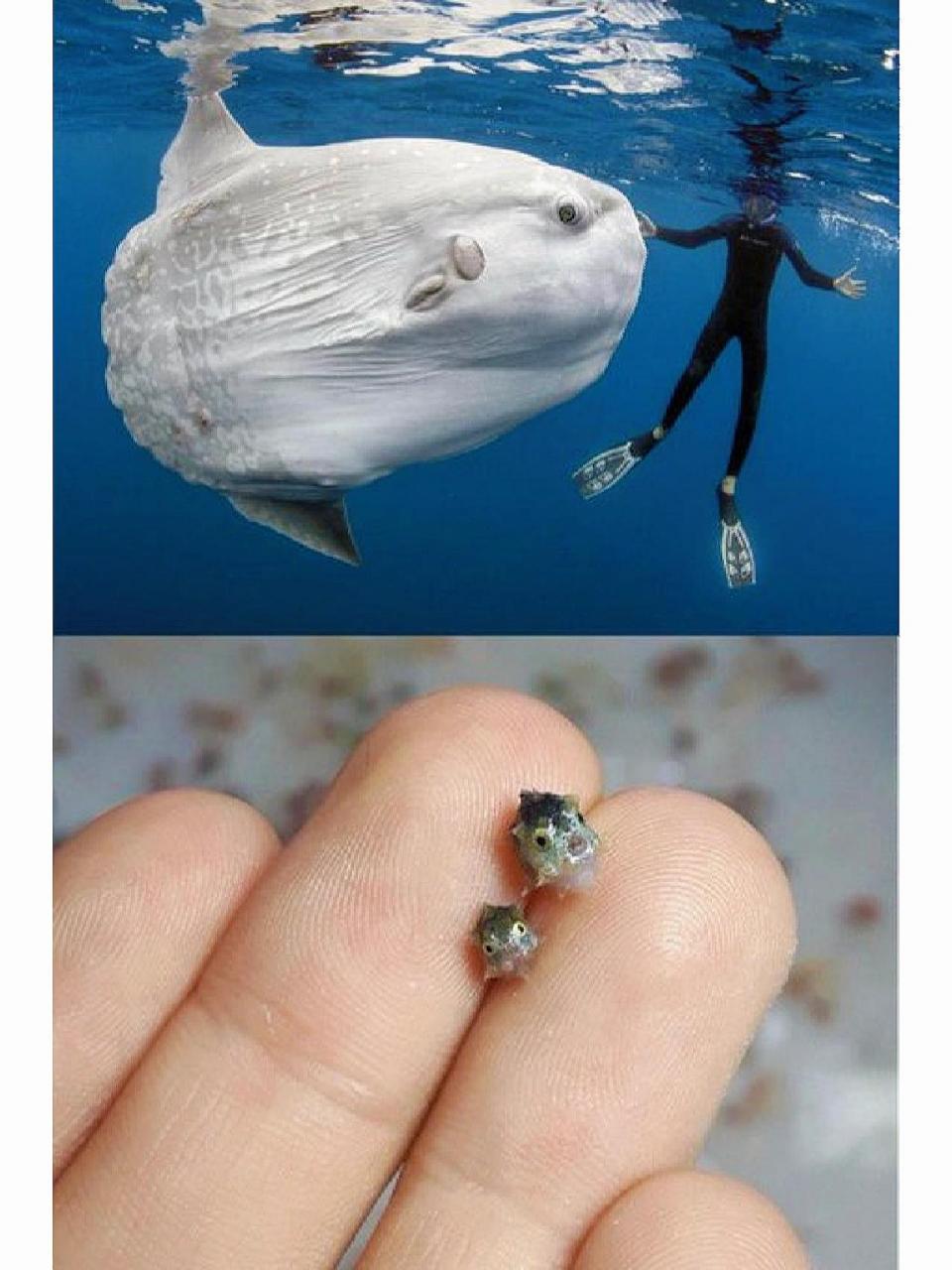 翻车鱼 (mola mola)是已知最重的硬骨鱼之一 翻车鱼 (mola mola) 是