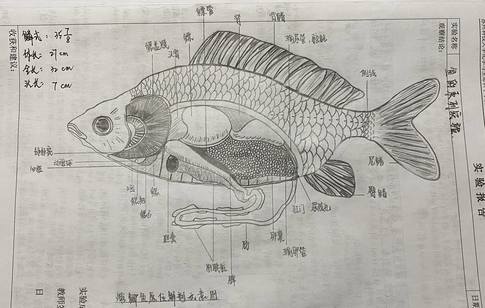 动物生物学实验