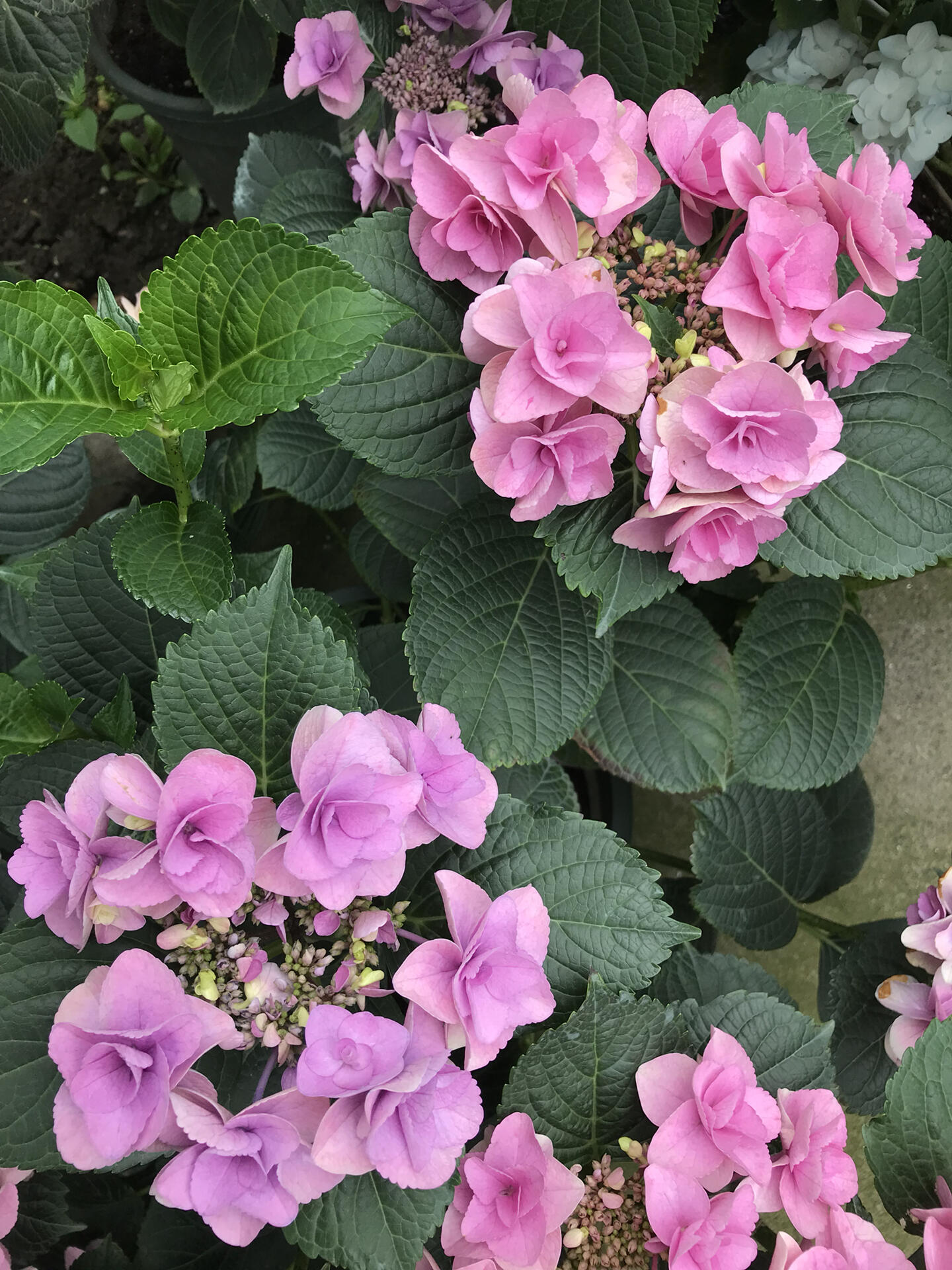 我的绣球系列——妖精之瞳 又是一款秃子绣球,单花期超级长.