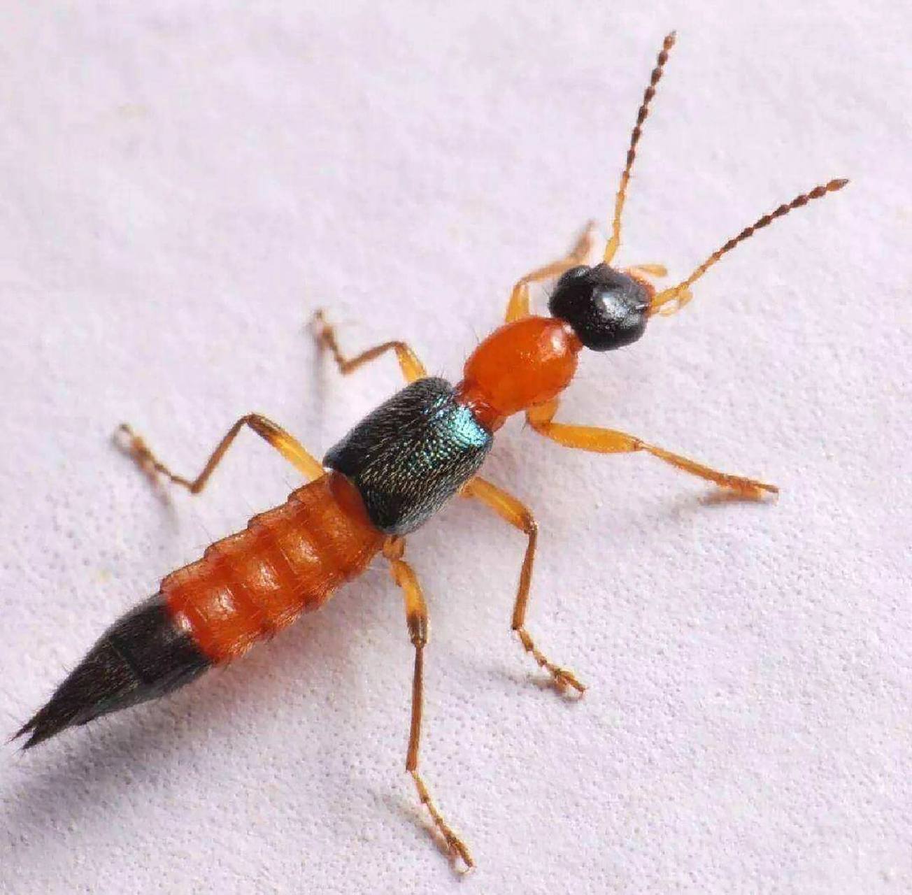 隐翅虫(rove beetle)又被称为"影子虫","青腰虫",是鞘翅目隐翅虫科