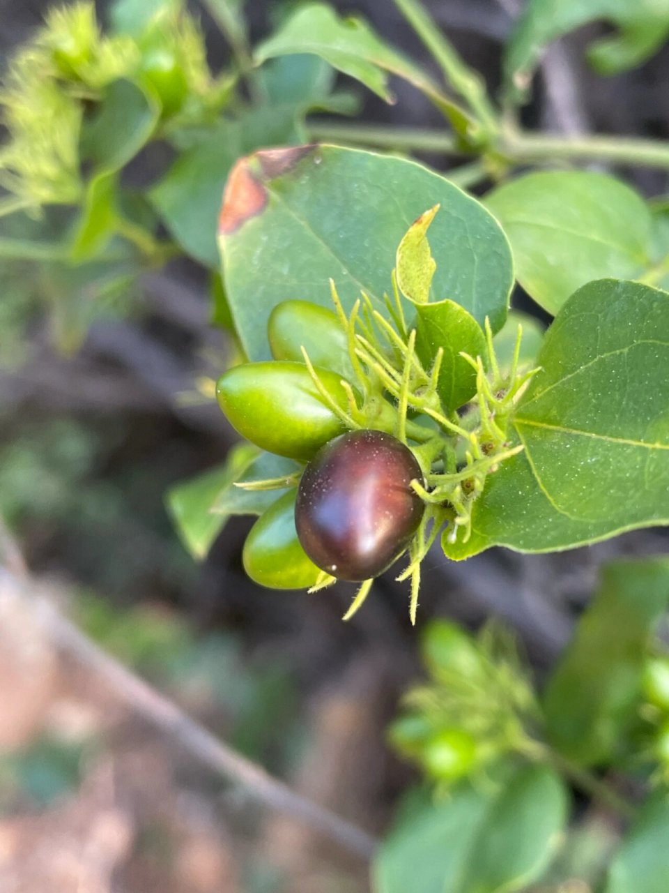 谢三娘果 纯野生,果实不能食用