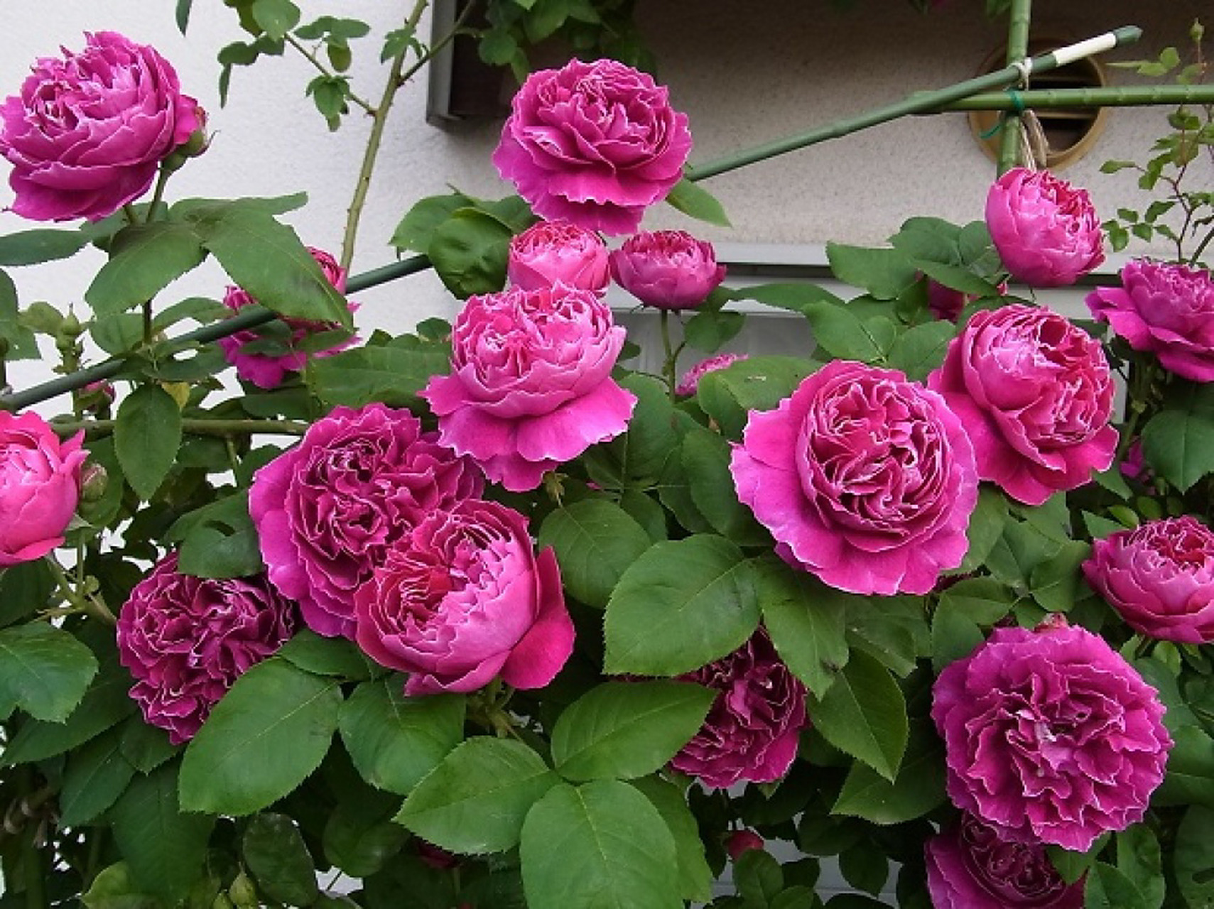 藤本月季品种2661576615:紫袍玉带 紫袍玉带 baron girod de