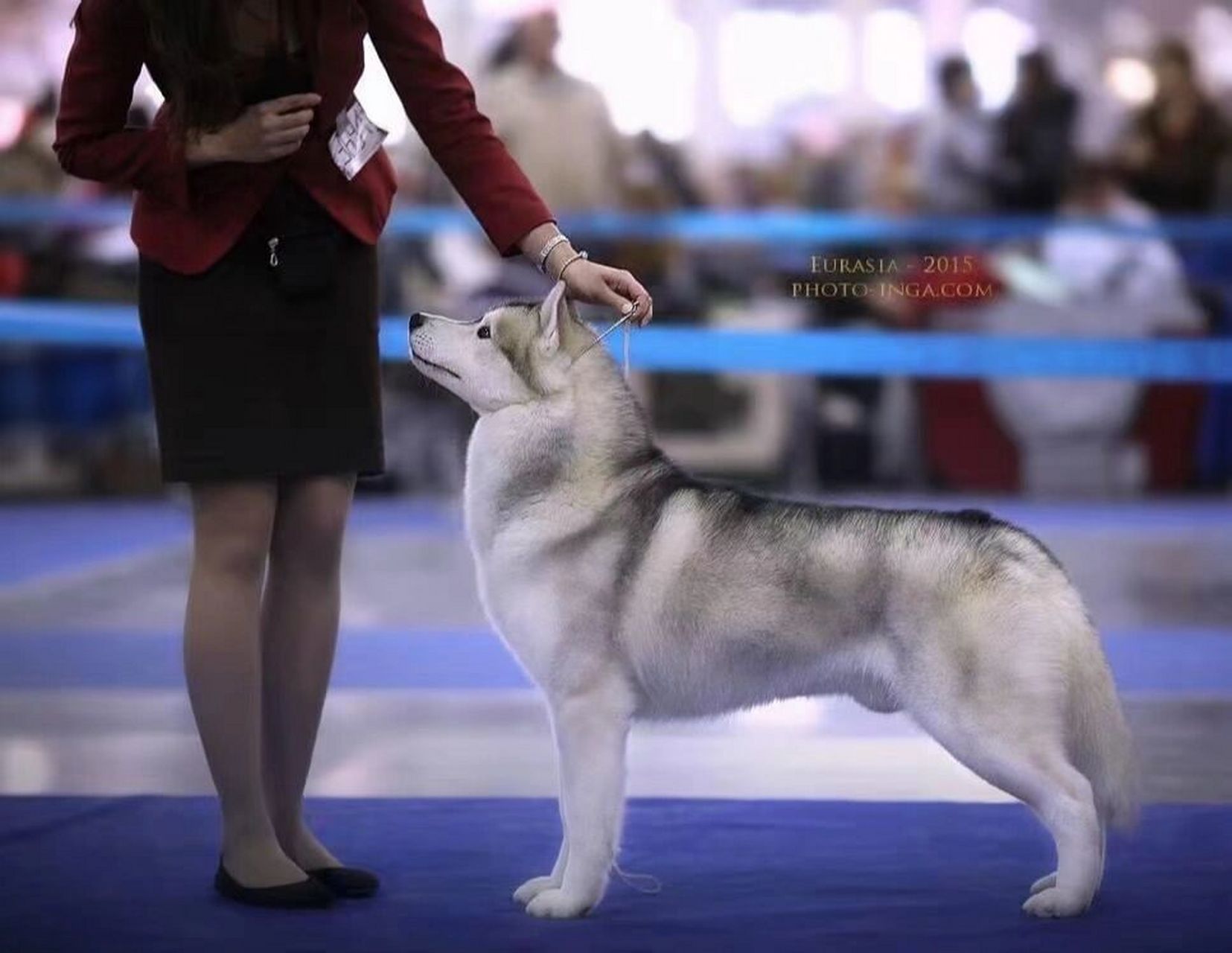 赛级哈士奇欣赏 赛级哈士奇