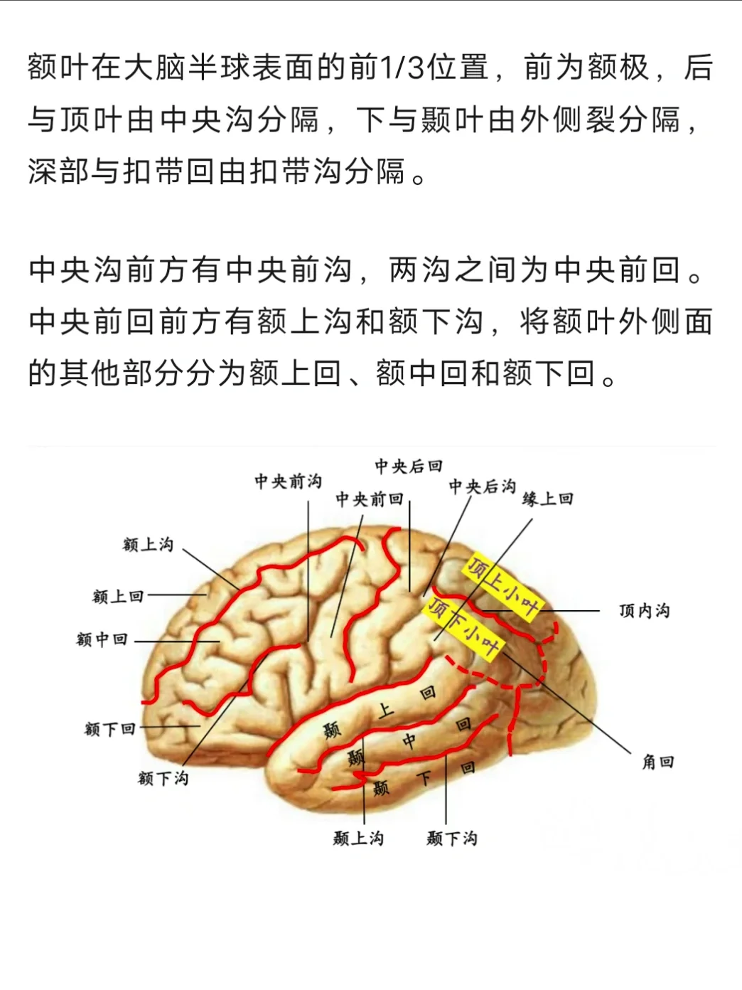 颞叶是哪个位置图片图片