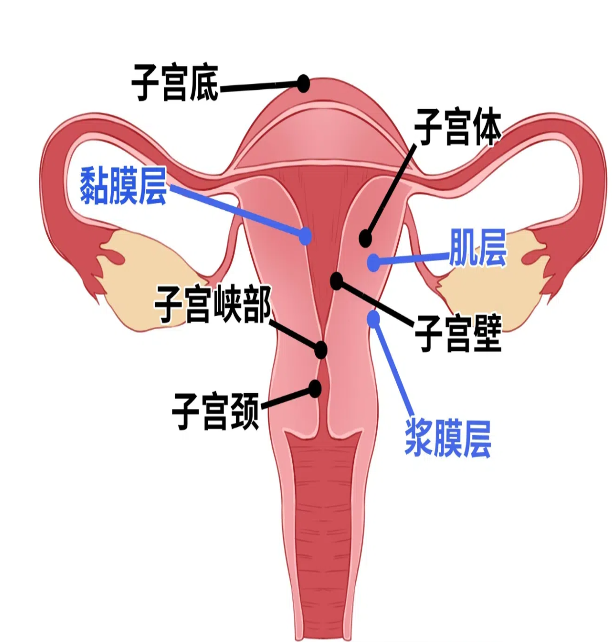 子宫下段就是子宫最窄的部分,医学上叫子宫峡部