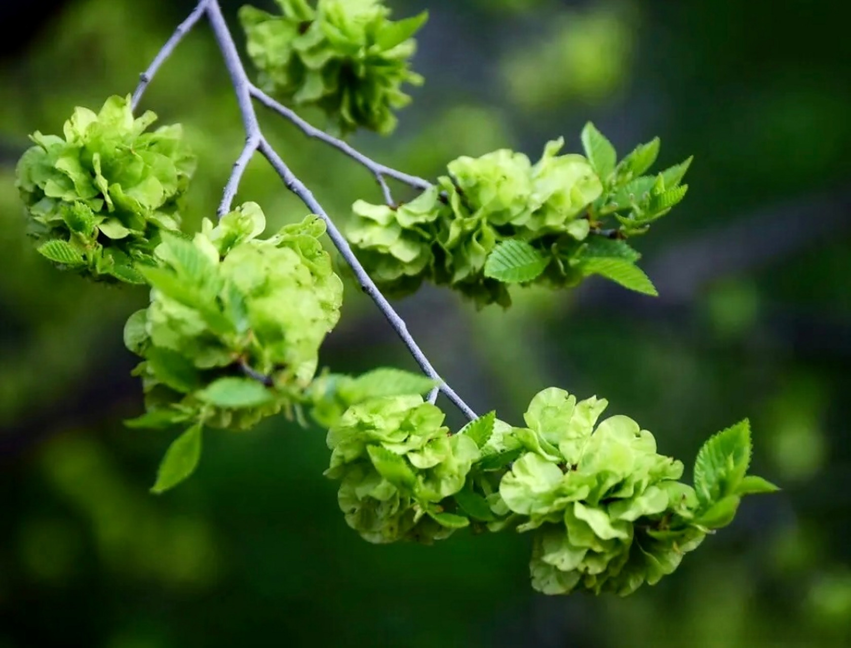又到了满树榆钱的时节了,刚刚在永定河畔,有几棵榆钱树茂密极了,引得