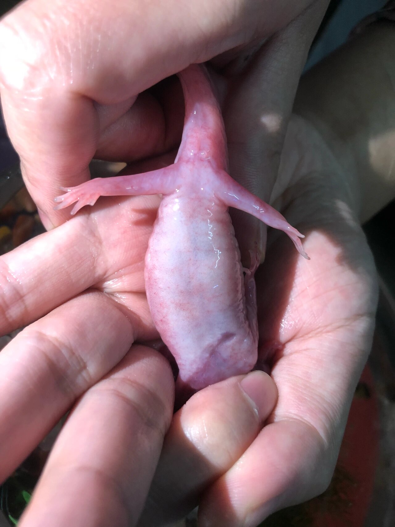 各位蝾螈大佬们,帮忙辨别一下公母