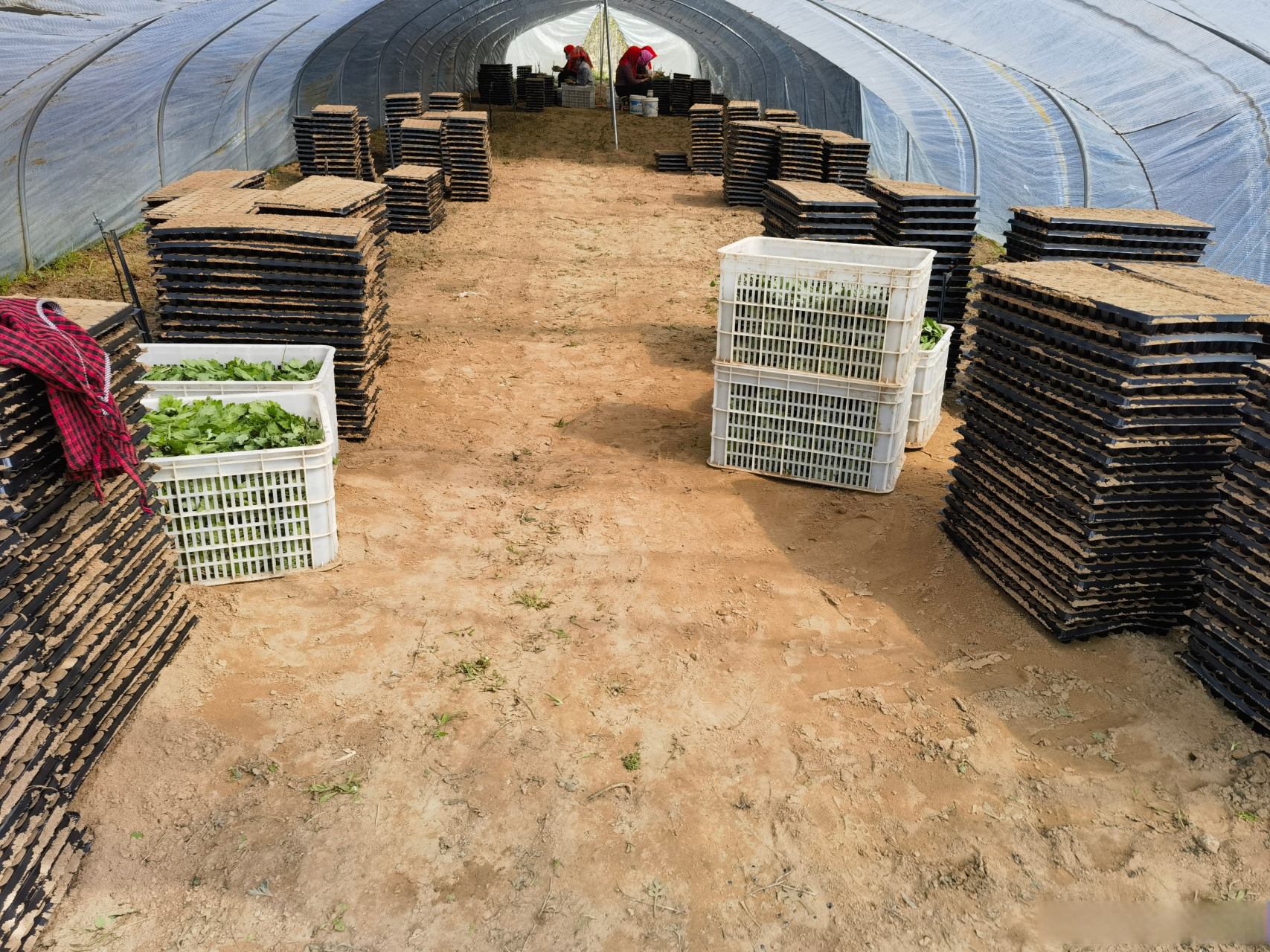 开封菊花苗种植批发基地—多品种菊花苗扦插