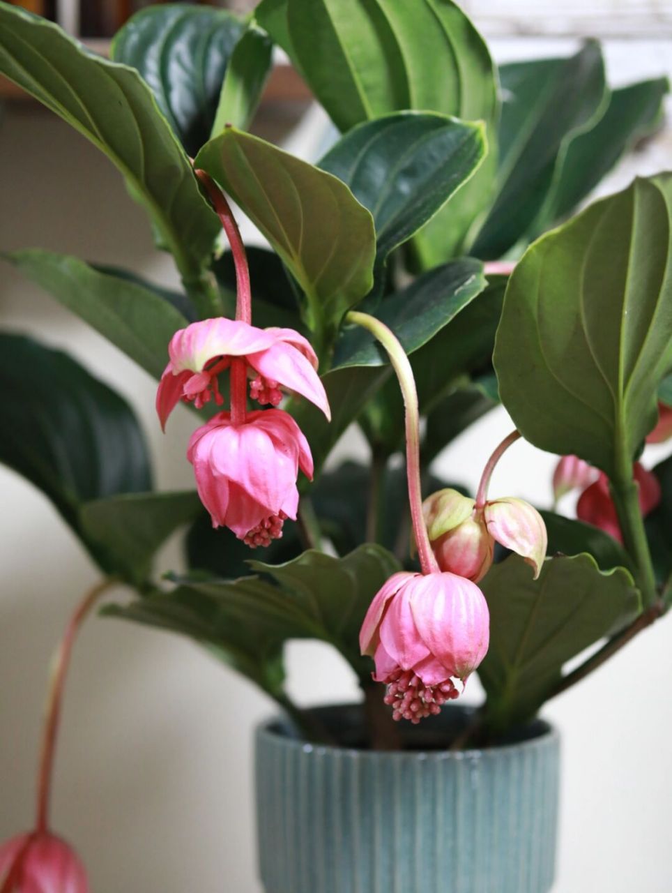 荷兰进口宝莲灯养护大全来啦 开花绿植中的爱马仕,花期待机时间超长