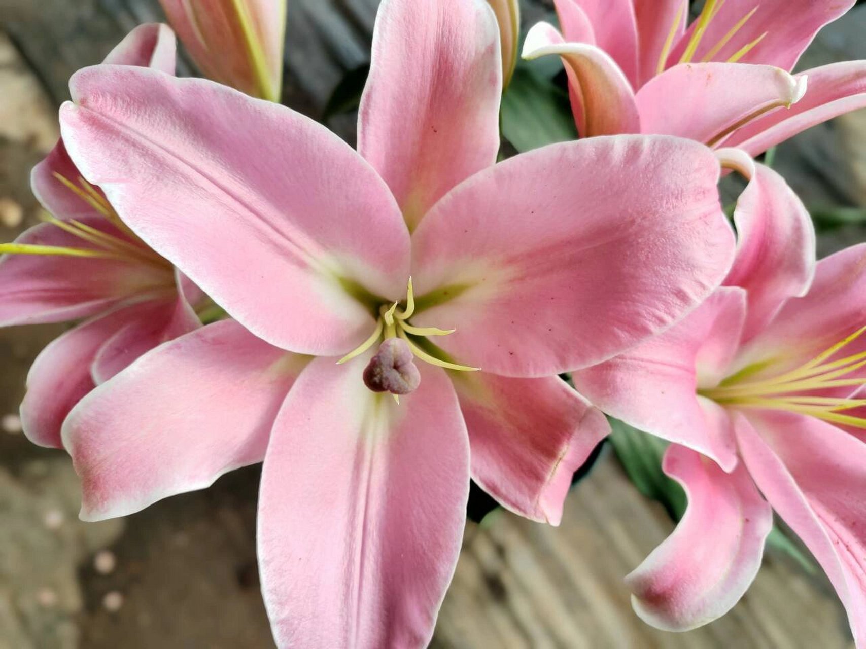 百合花——粉百合9393 粉色百合花,它的花语就是纯洁,可爱,粉色