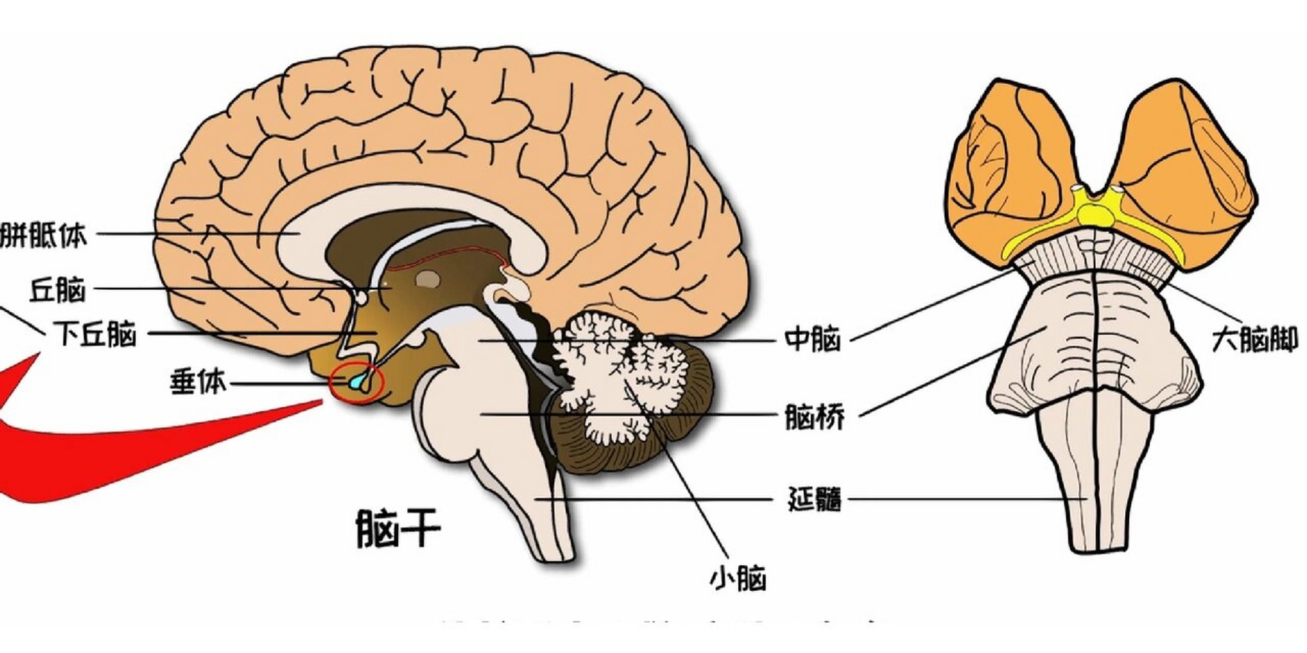 大脑脑干结构图解剖图图片