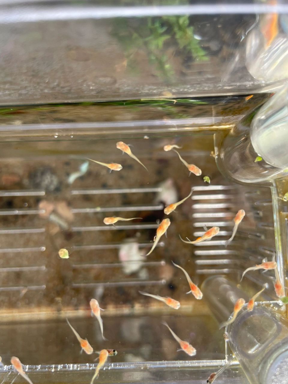 孔雀鱼苗长不大 为什么红色孔雀鱼苗一直长不大,其他比它晚出生半个月