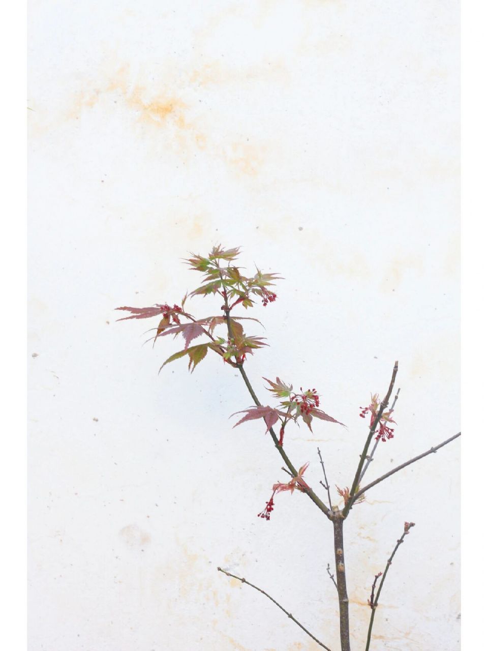 枫树品种介绍(九)——希拉蕊(热舞) 希拉蕊这个品种是去年入的,感觉