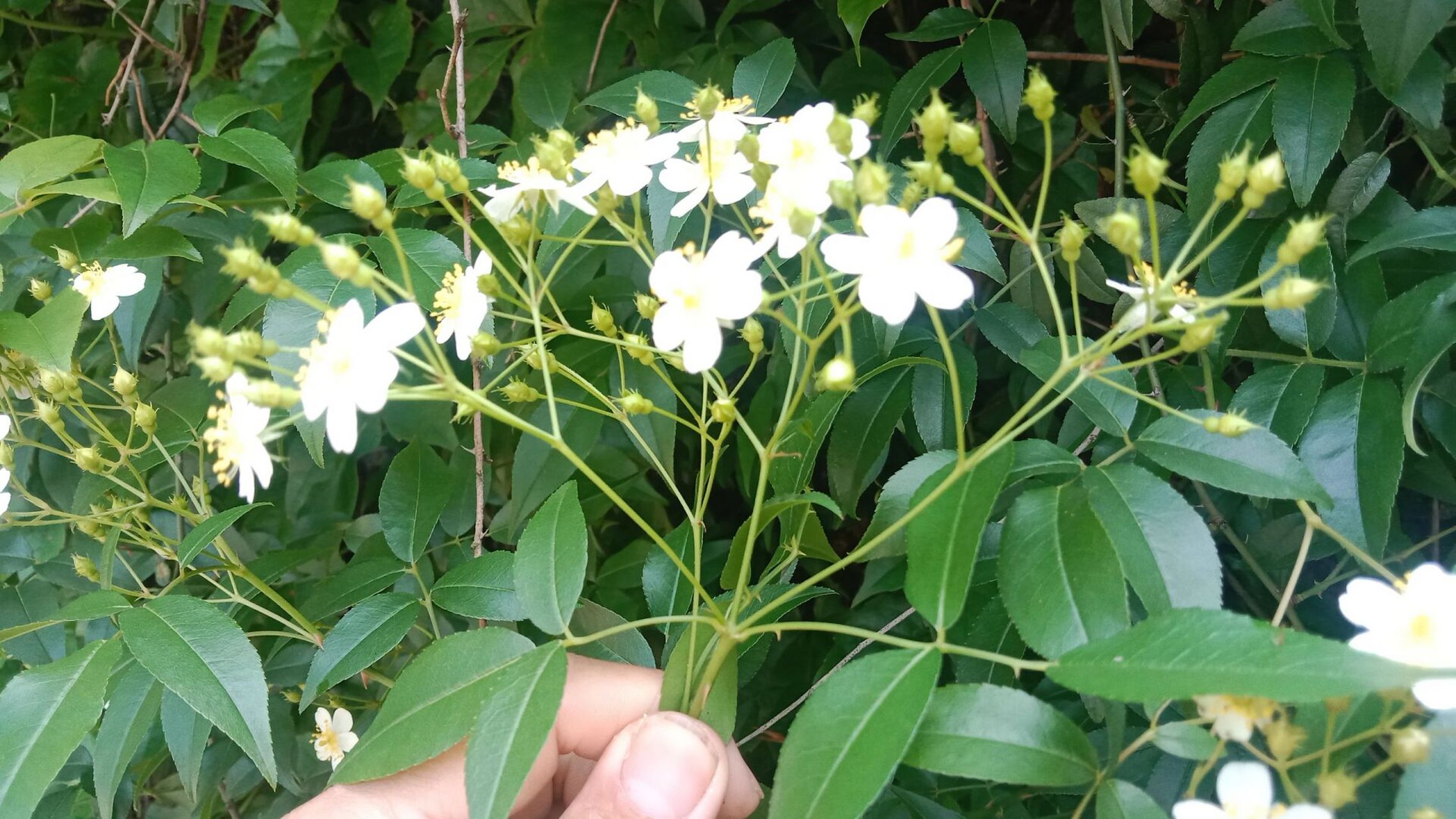 山木香 小果蔷薇浅谈如何区分木香和山木香 我发现很多人分不清山木香