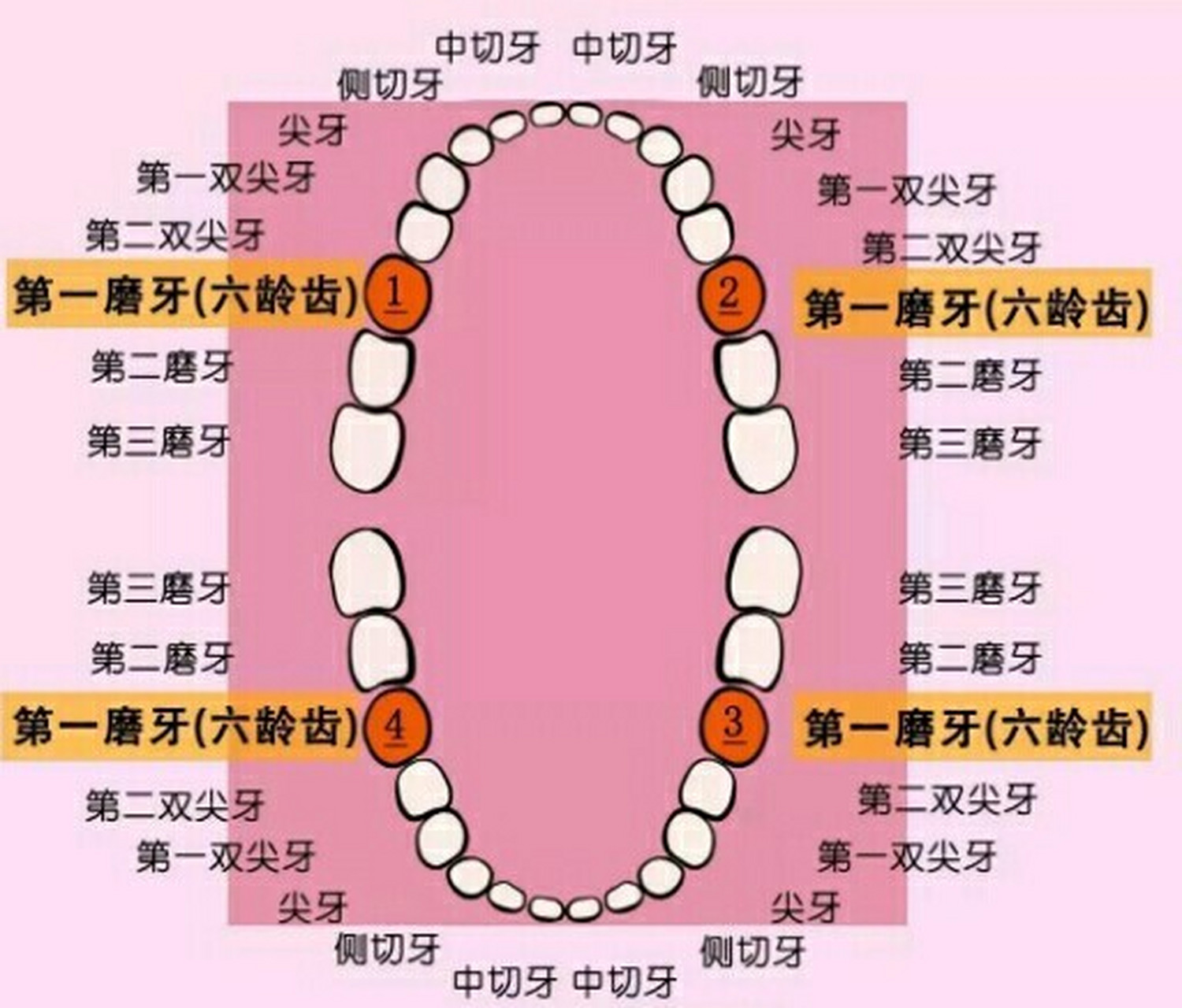 儿童牙齿分布图图片