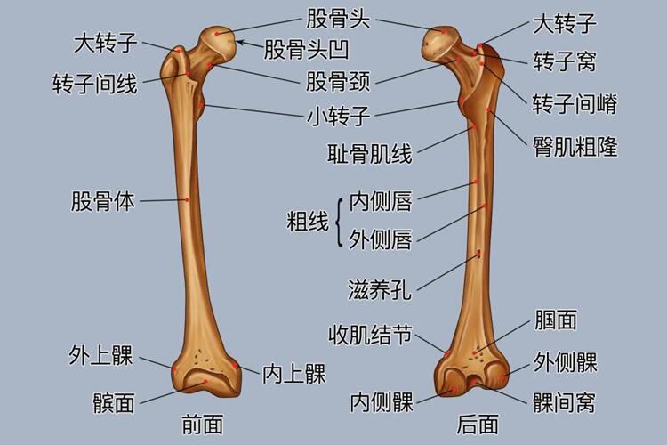 腿部骨骼由大腿及小腿的相应骨骼构成