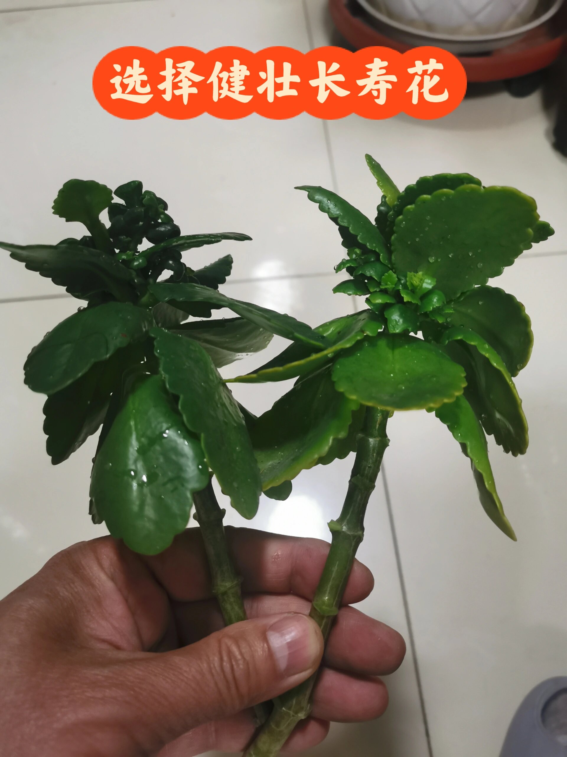 落地生根嫁接长寿花