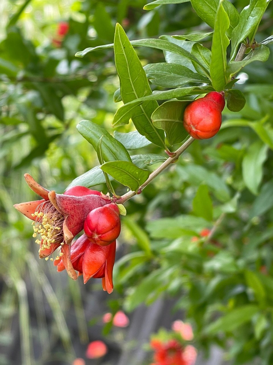 石榴树 春天冒芽,夏天开花,秋天结果,冬天落叶.