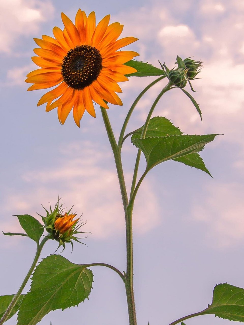 超美的向日葵手机壁纸分享 97向日葵花语:入目无他人,四下皆是你.